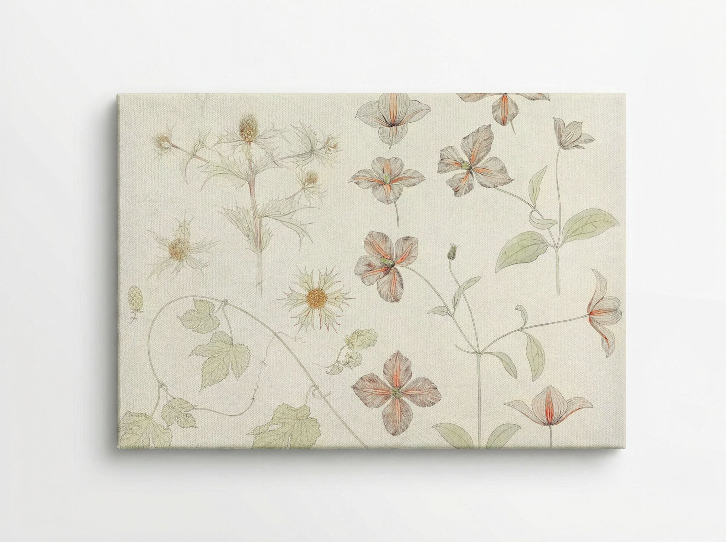 Study Sheet with Sea Thistle, Hop and Clematis - Julie de Graag - Canvas