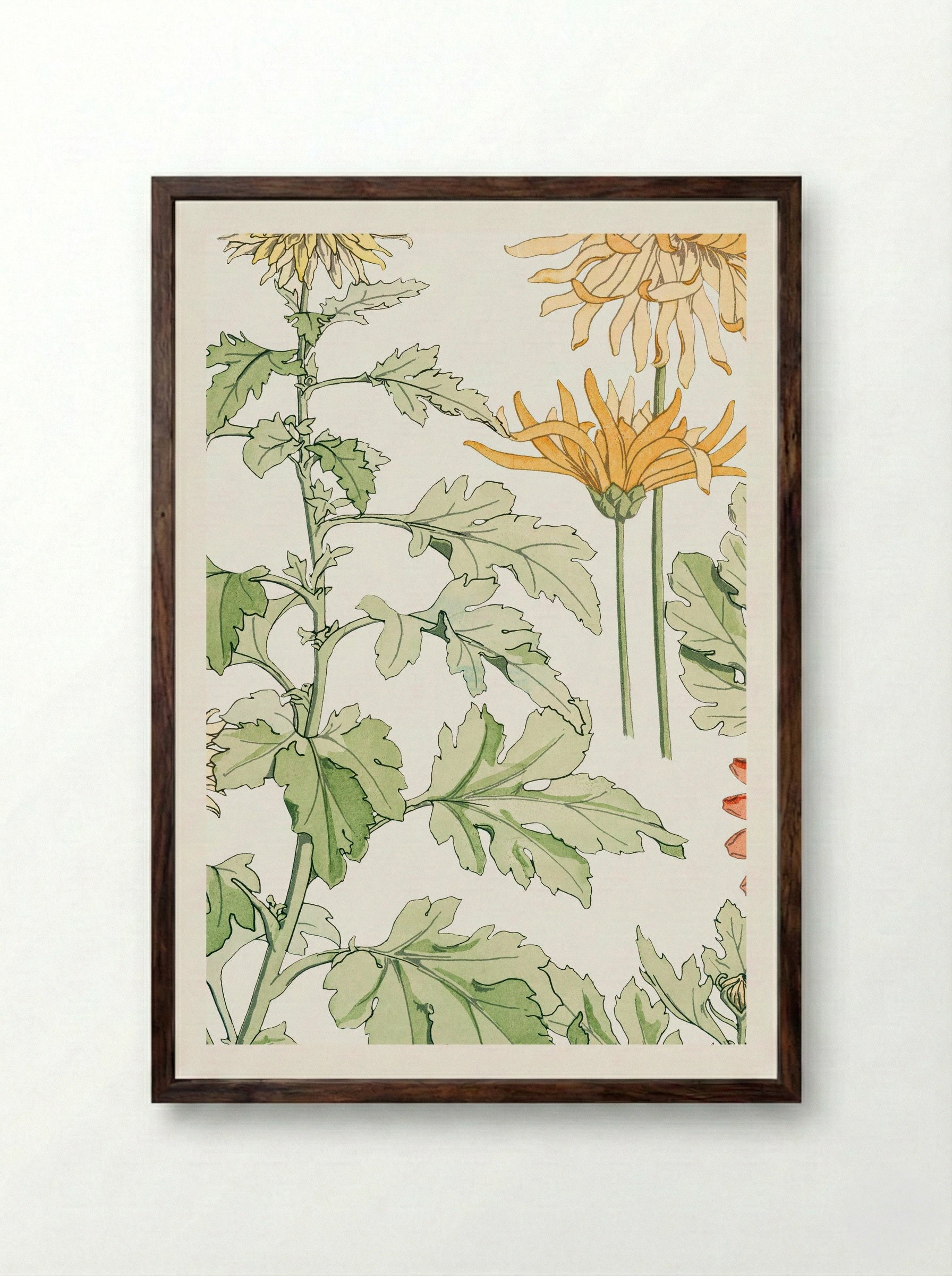 Chrysanthème (Chrysanthemum) - Maurice Pillard Verneuil - Framed Print Dark Wood