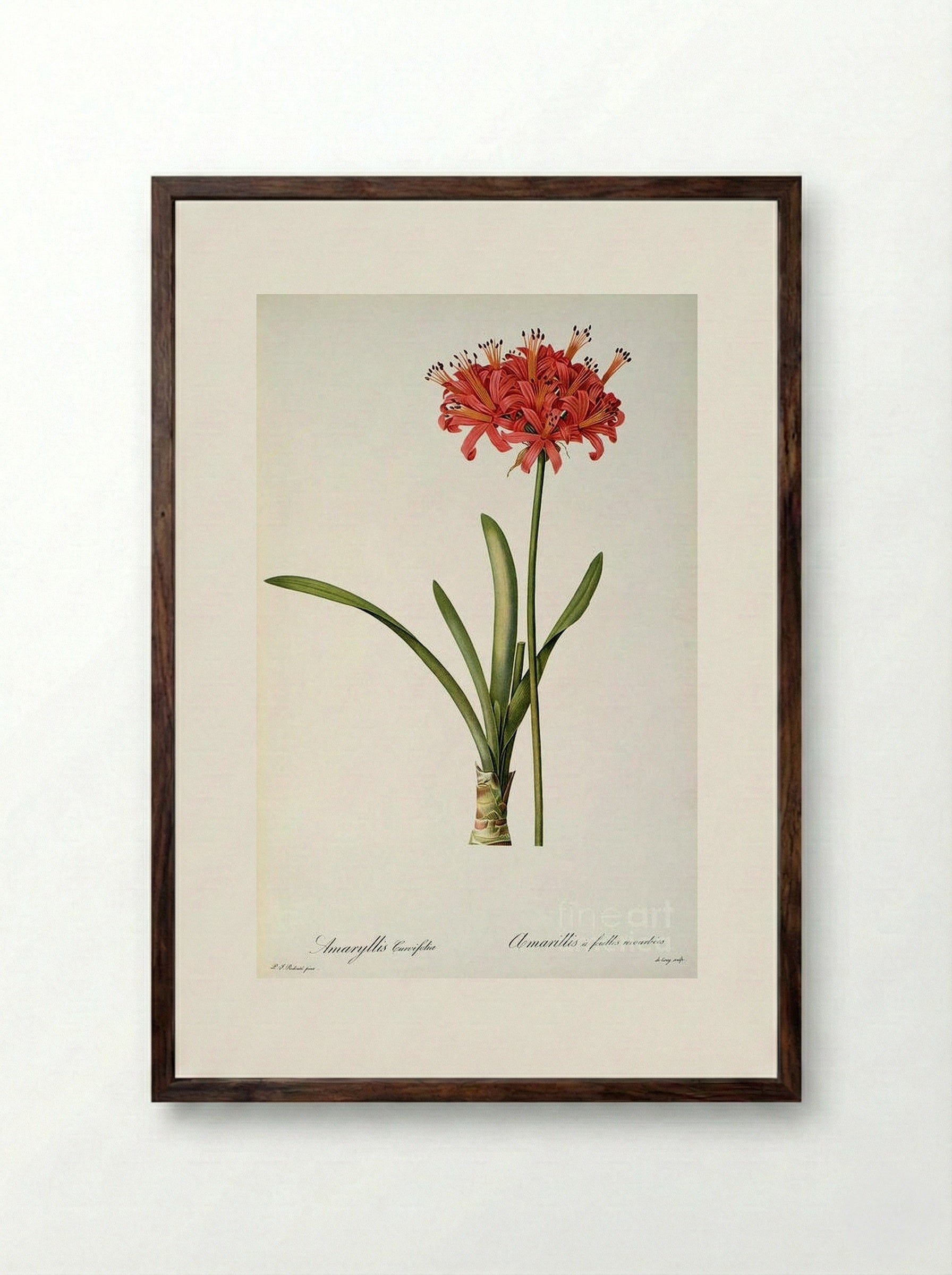 Amaryllis Curvifolia - Pierre-Joseph Redouté - Framed Print Dark Wood