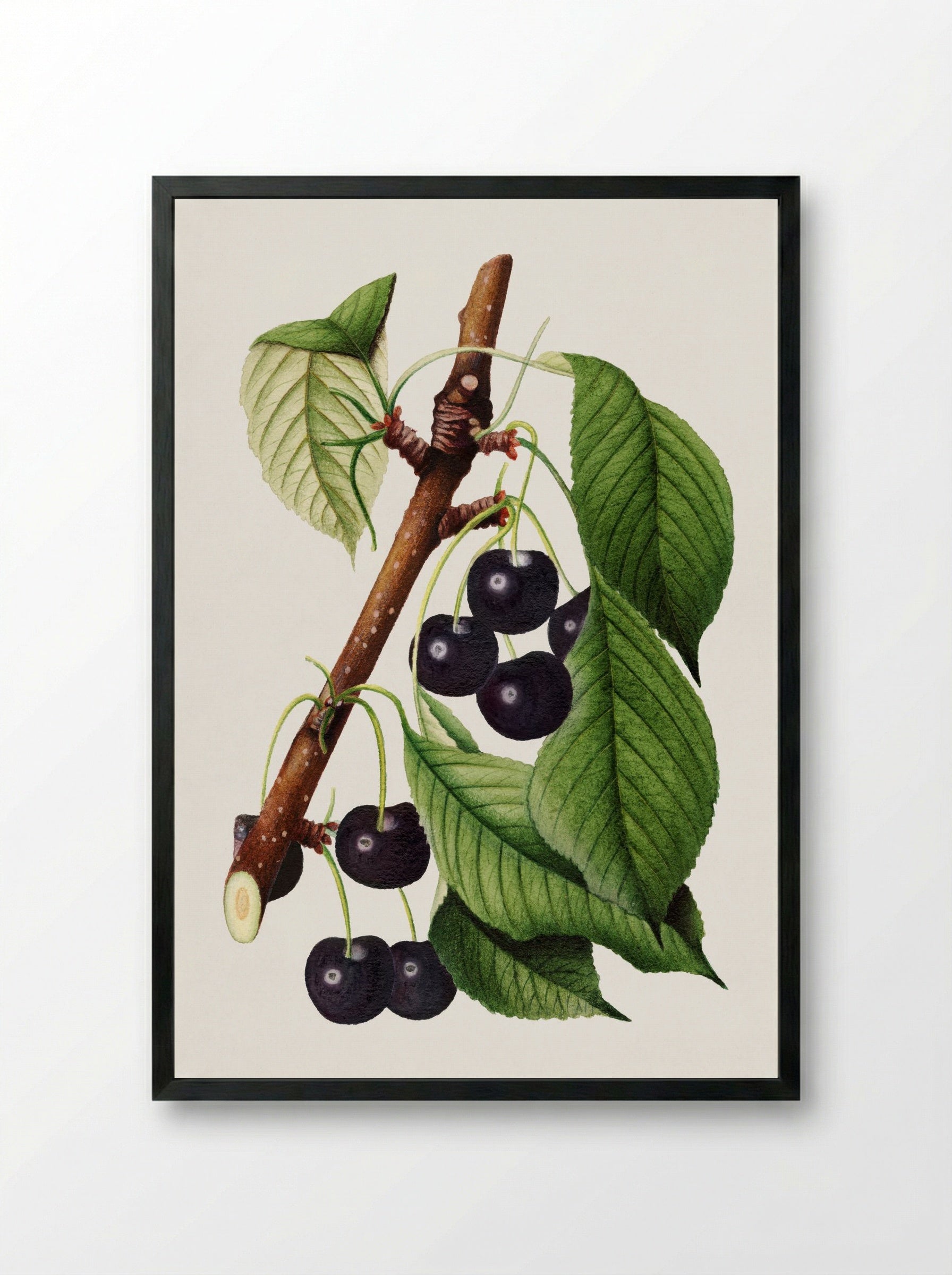 Cherries (Prunus Avium) (1892) - William Henry Prestele - Framed Print Black