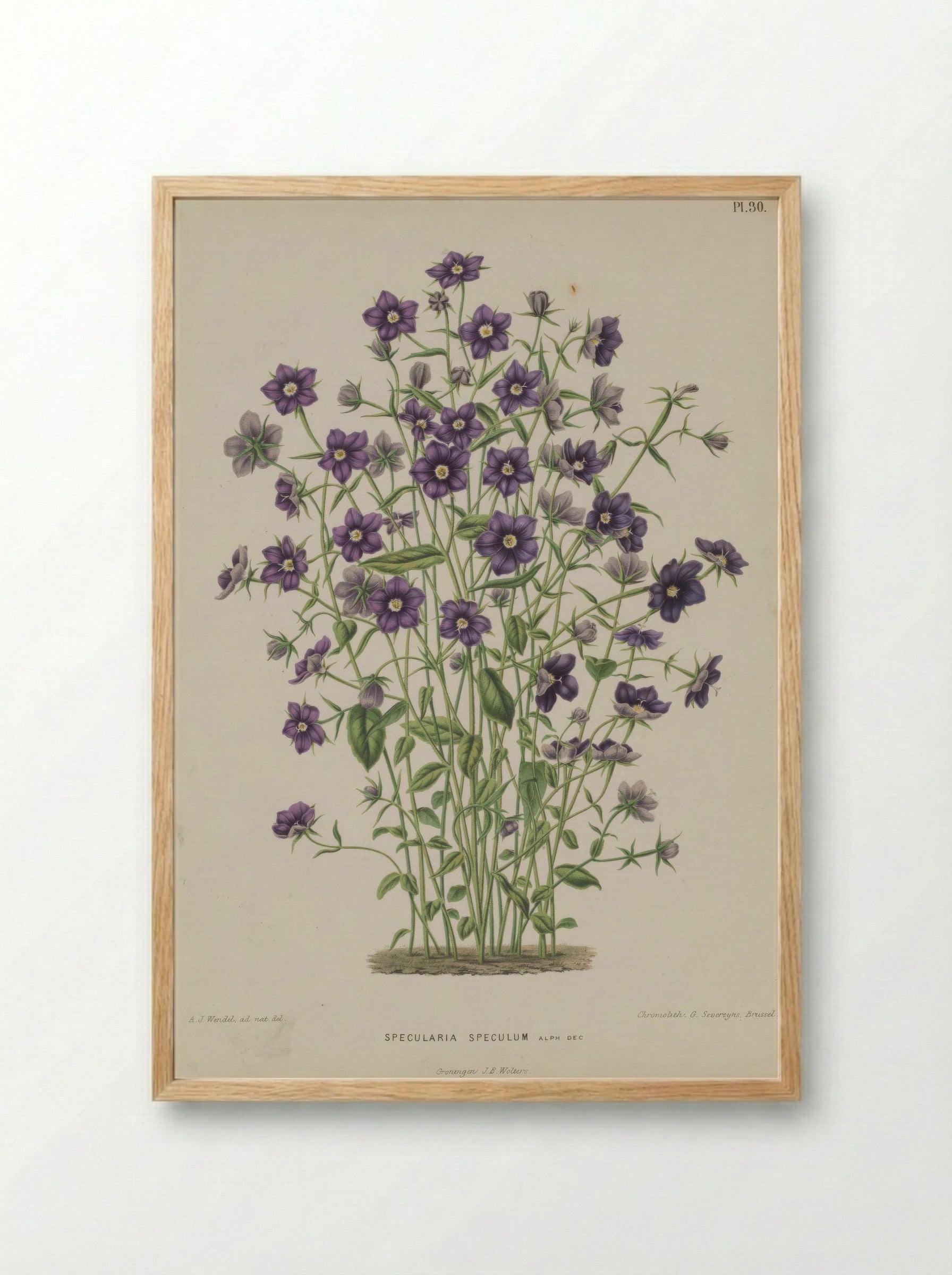 Campanula Speculum Veneris L. - A. J. Wendel - Framed Print Wood