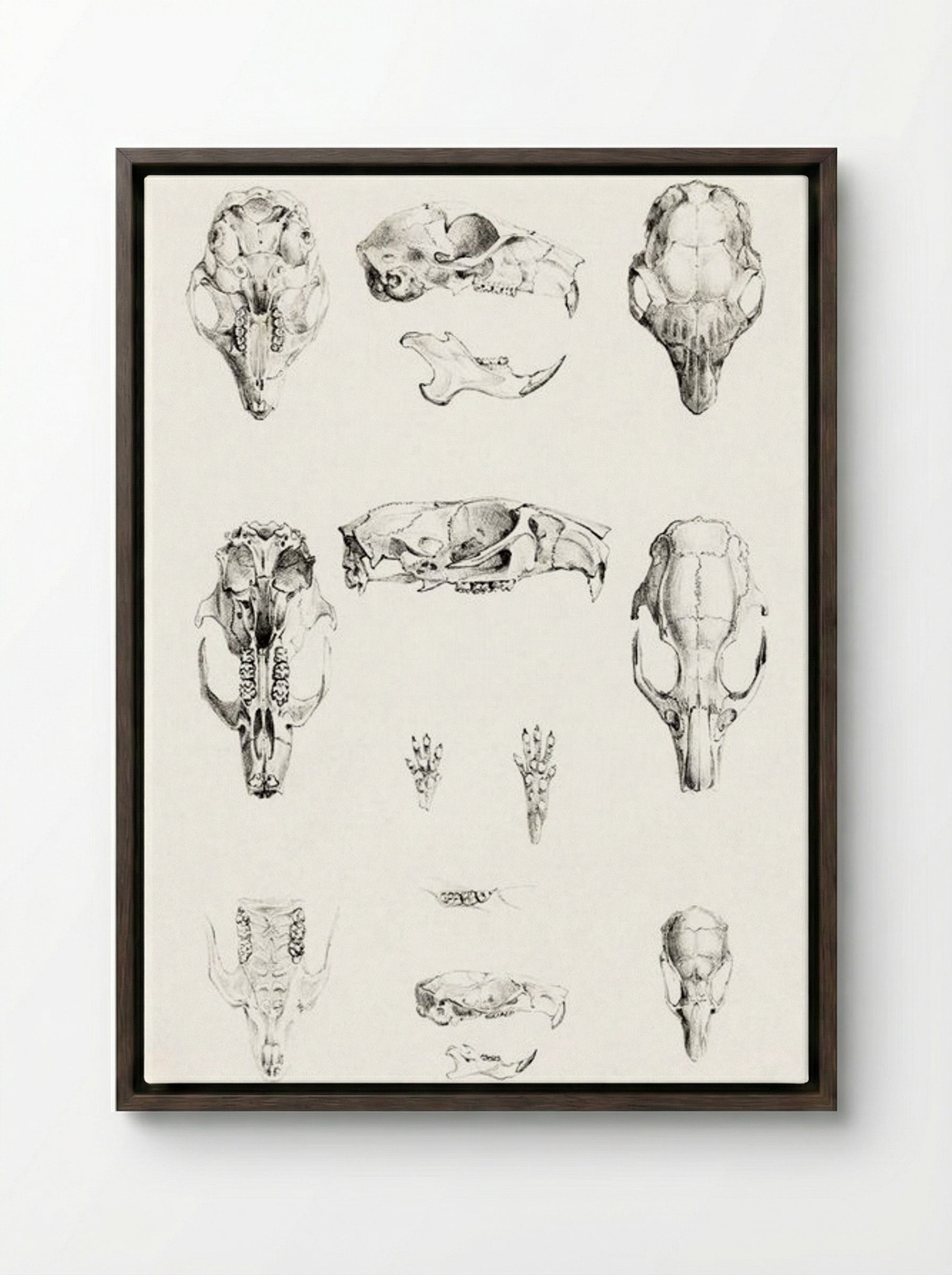 Knaagdierschedels (Rodent Skulls) - Theo van Hoytema - Framed Canvas Dark Wood
