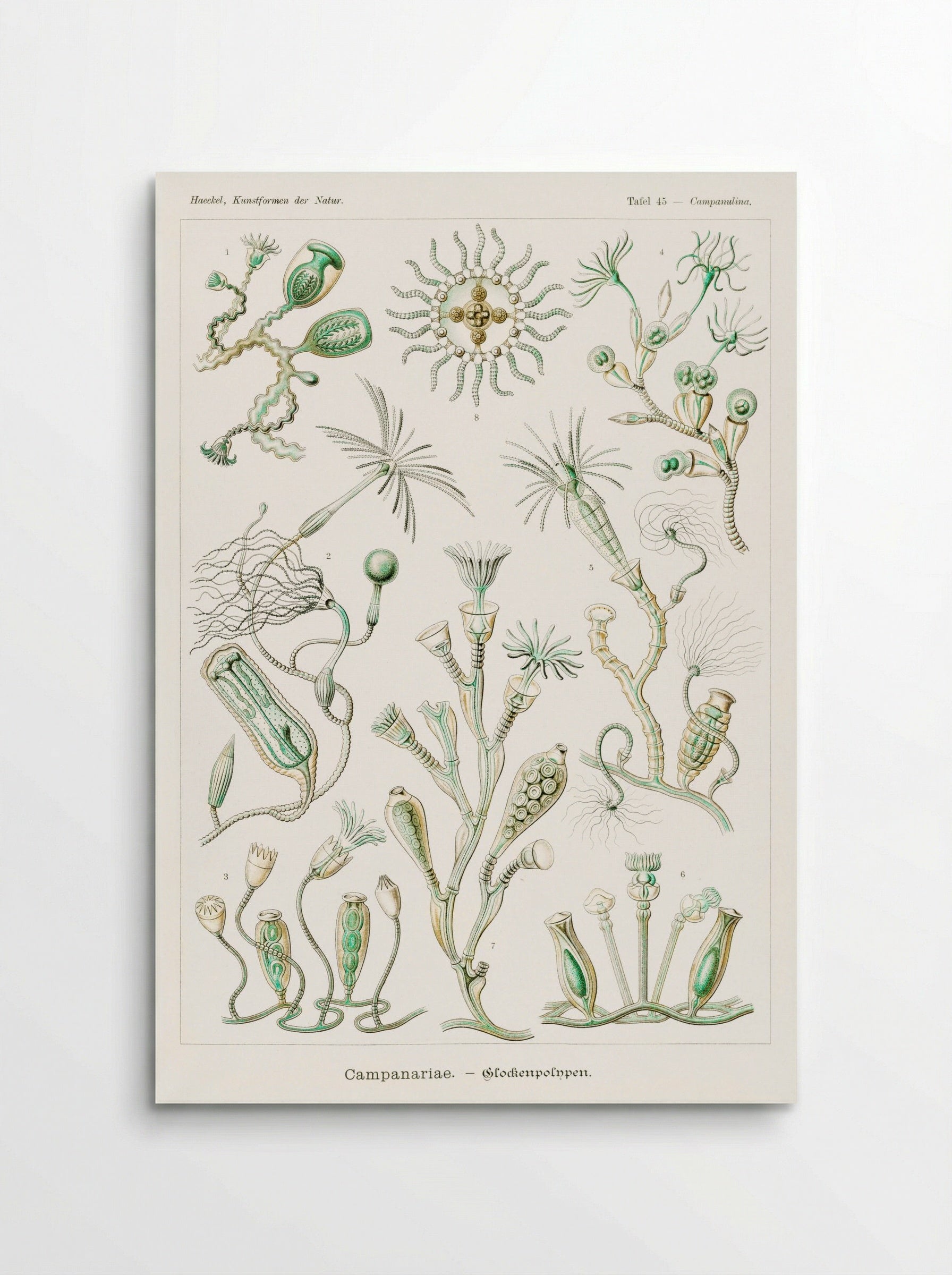 Campanariae-Glockenpolnpen (1904) - Ernst Haeckel - Poster