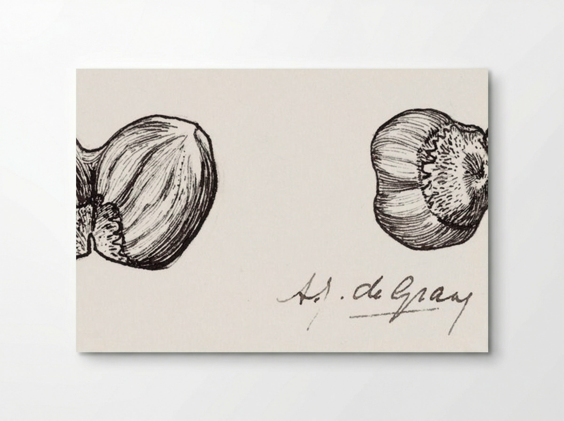 Study of Two Hazelnuts - Julie de Graag - Poster