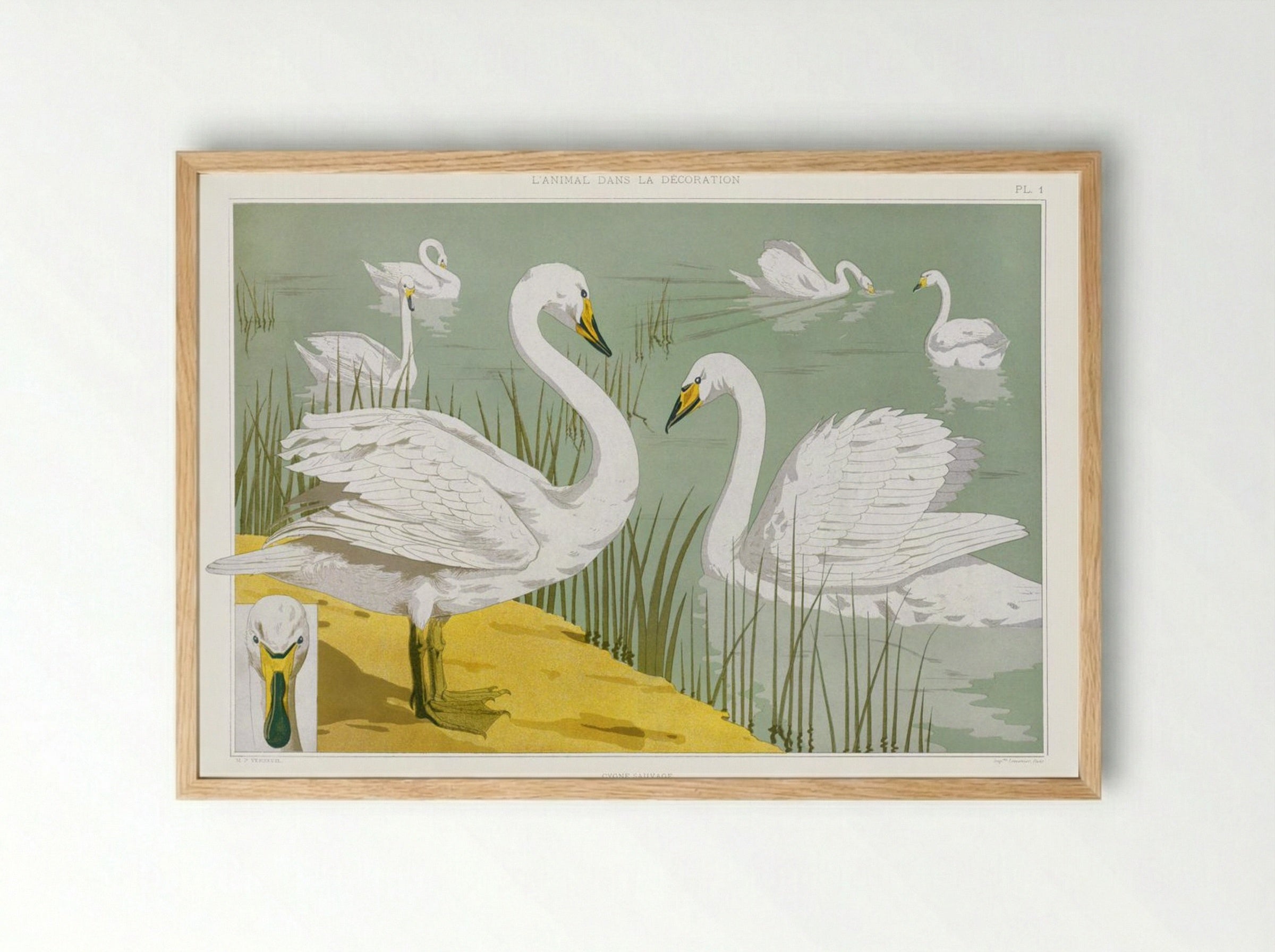 Cygne Sauvage (Wild Swan) from L'animal dans la décoration - Maurice Pillard Verneuil - Framed Print Wood