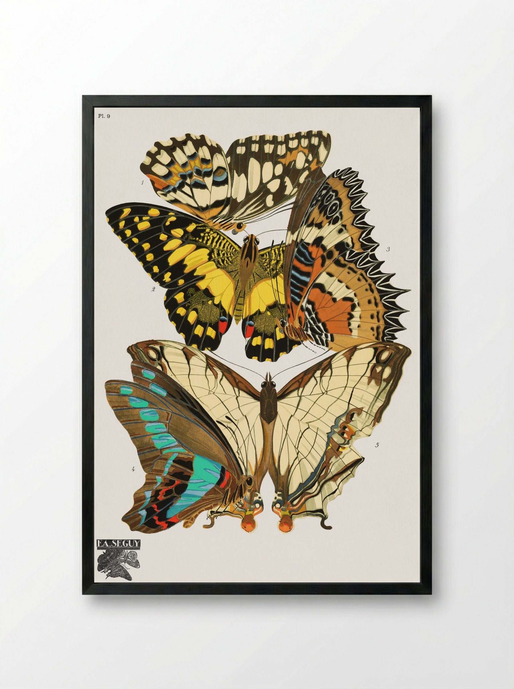 Séguy's Vintage Butterflies - Émile-Allain Séguy - Framed Print Black