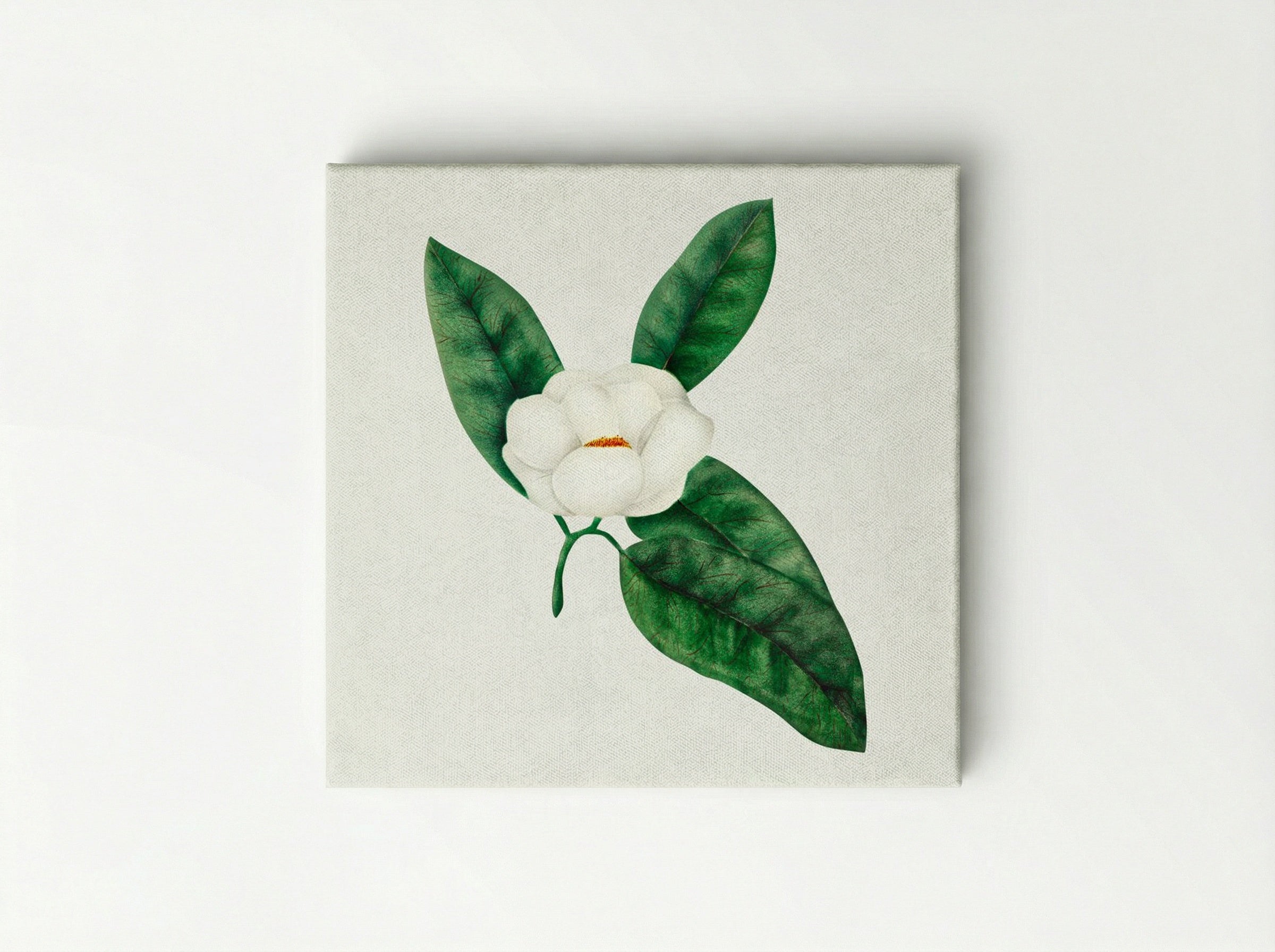 Magnolia - Mary Altha Nims - Canvas