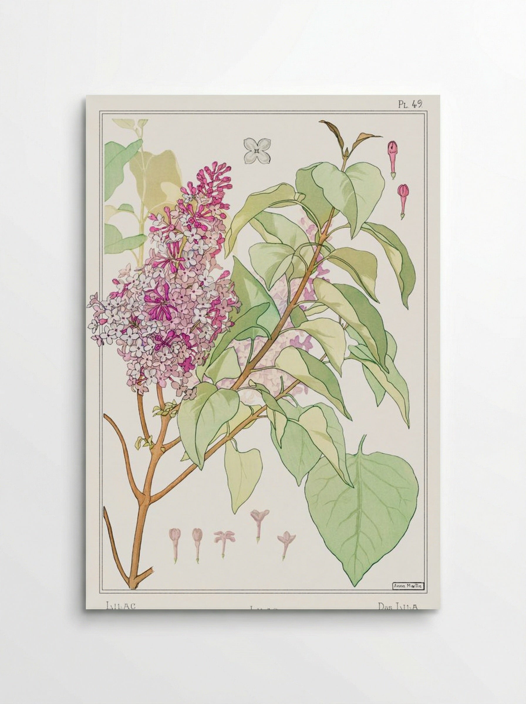 Lilas (Lilac) from La Plante et ses Applications ornementales - Maurice Pillard Verneuil - Poster