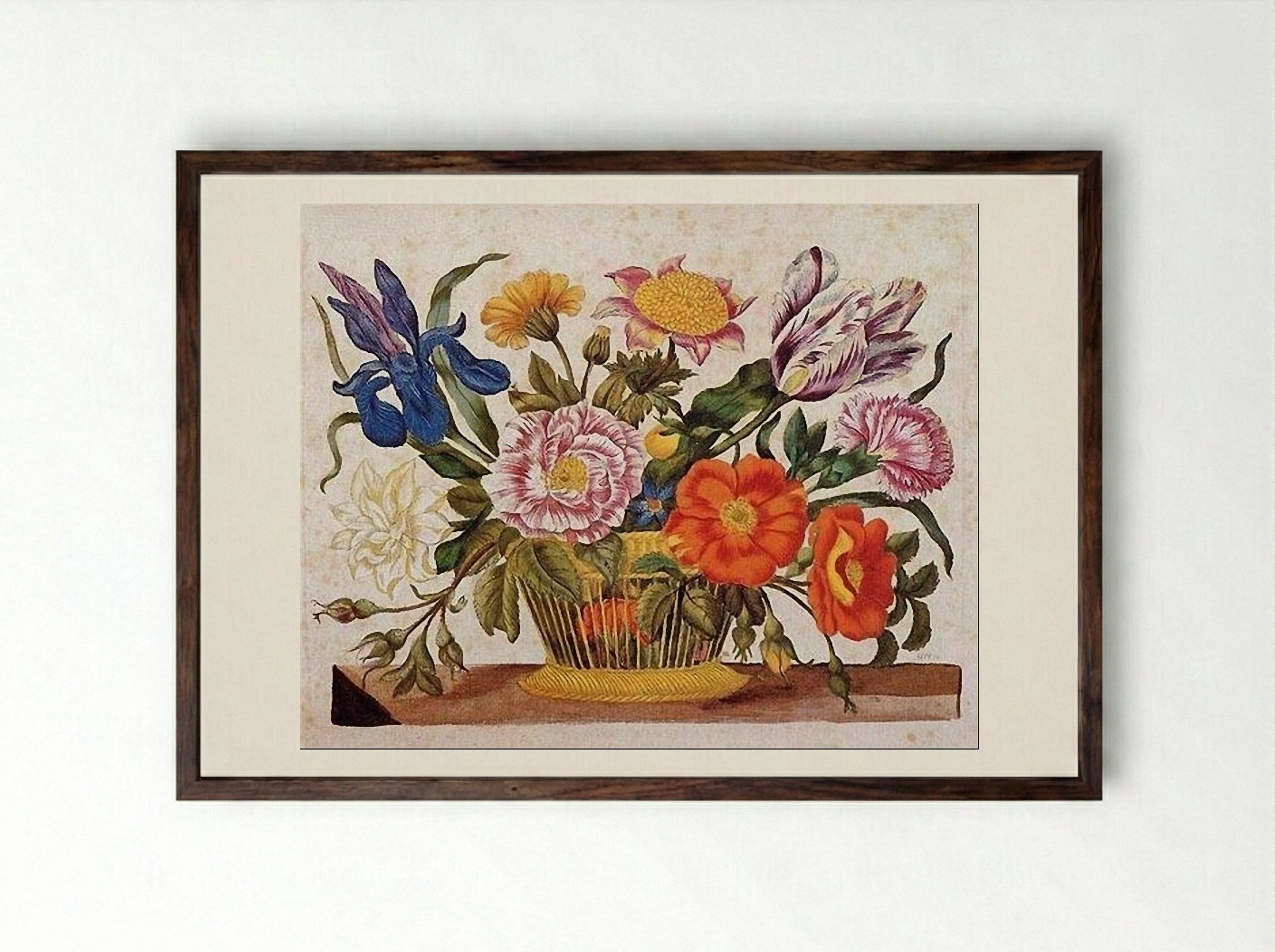 from Der Raupen wunderbare Verwandlung und sonderbare Blumennahrung, Plate CLXIX - Maria Sibylla Merian - Framed Print Dark Wood