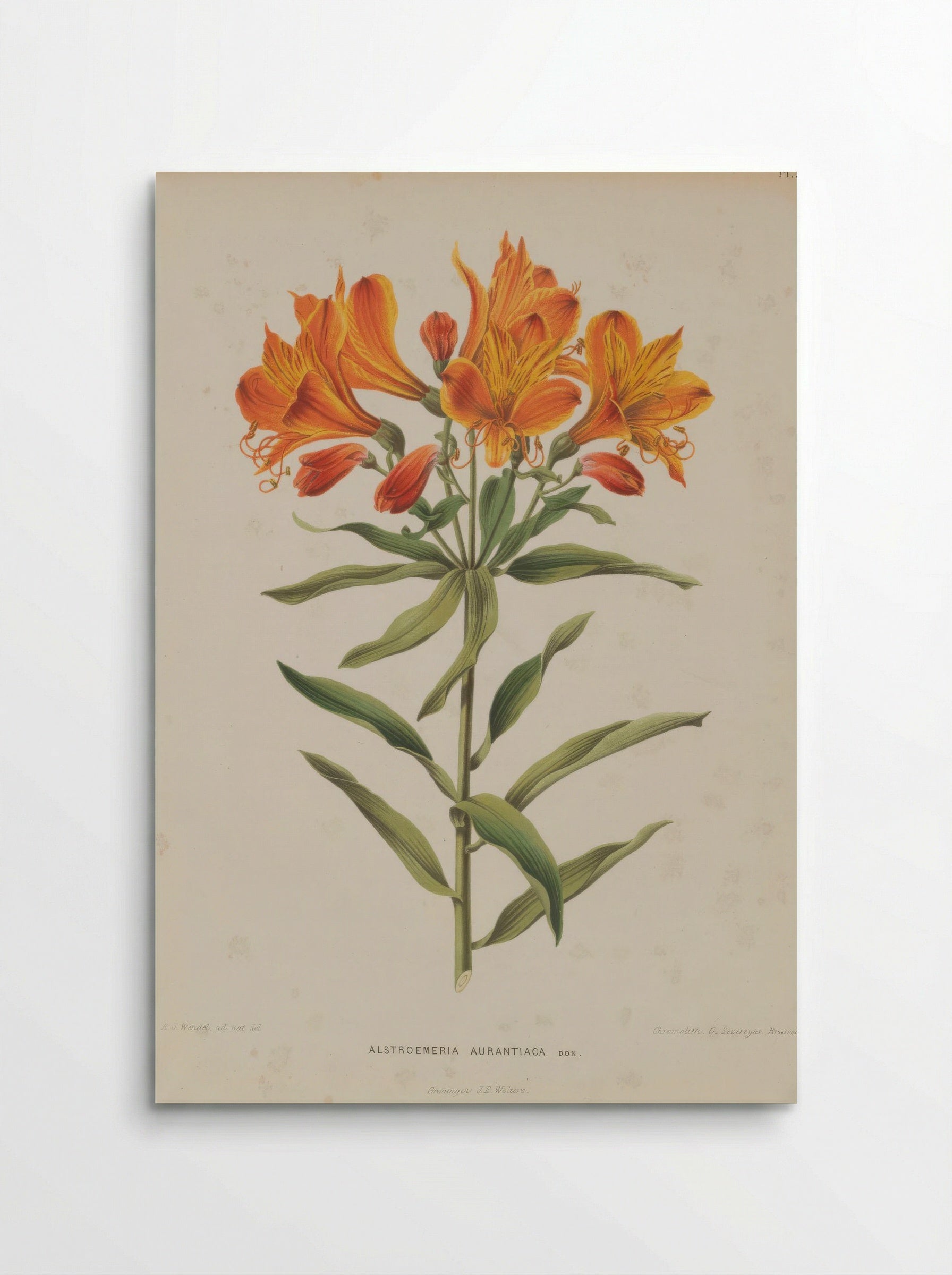 Alstroemeria Aurea Graham - A. J. Wendel - Poster