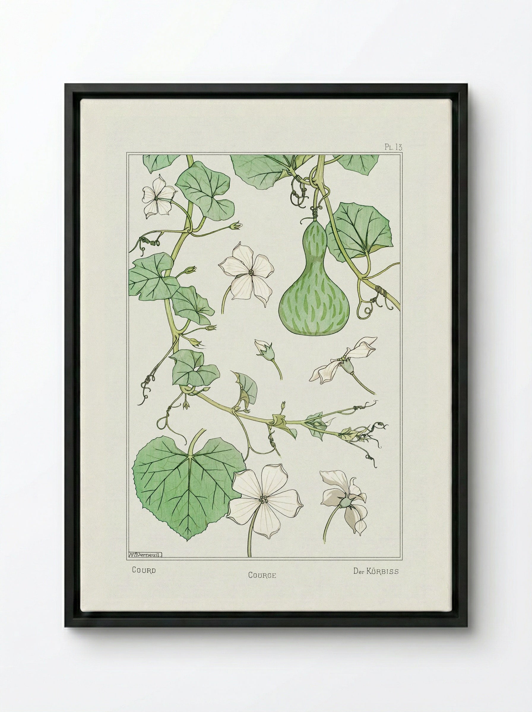 Courge (White-Flowered Gourd) - Maurice Pillard Verneuil - Framed Canvas Black