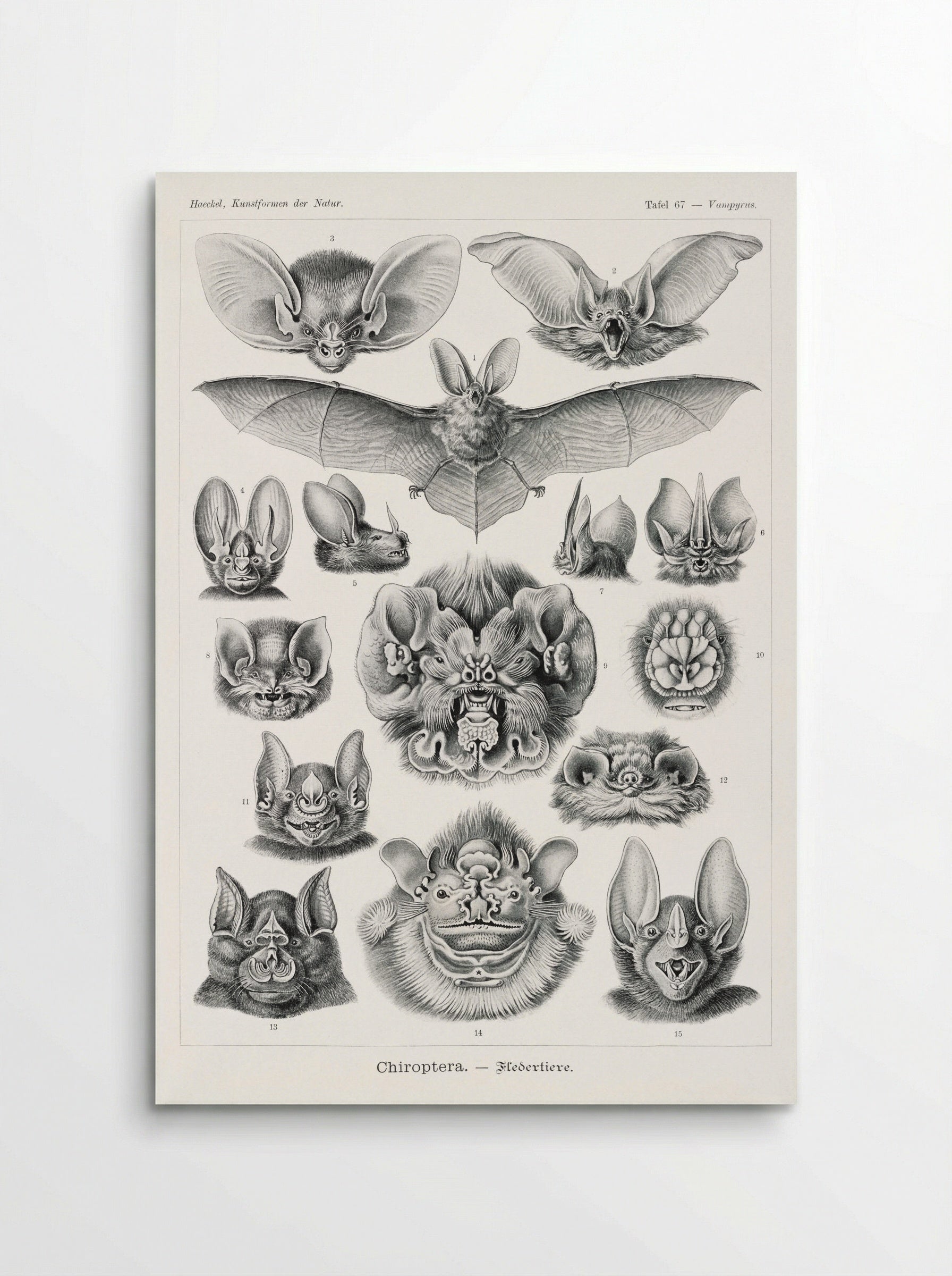 Chiroptera-Fledertiere (1904) - Ernst Haeckel - Poster