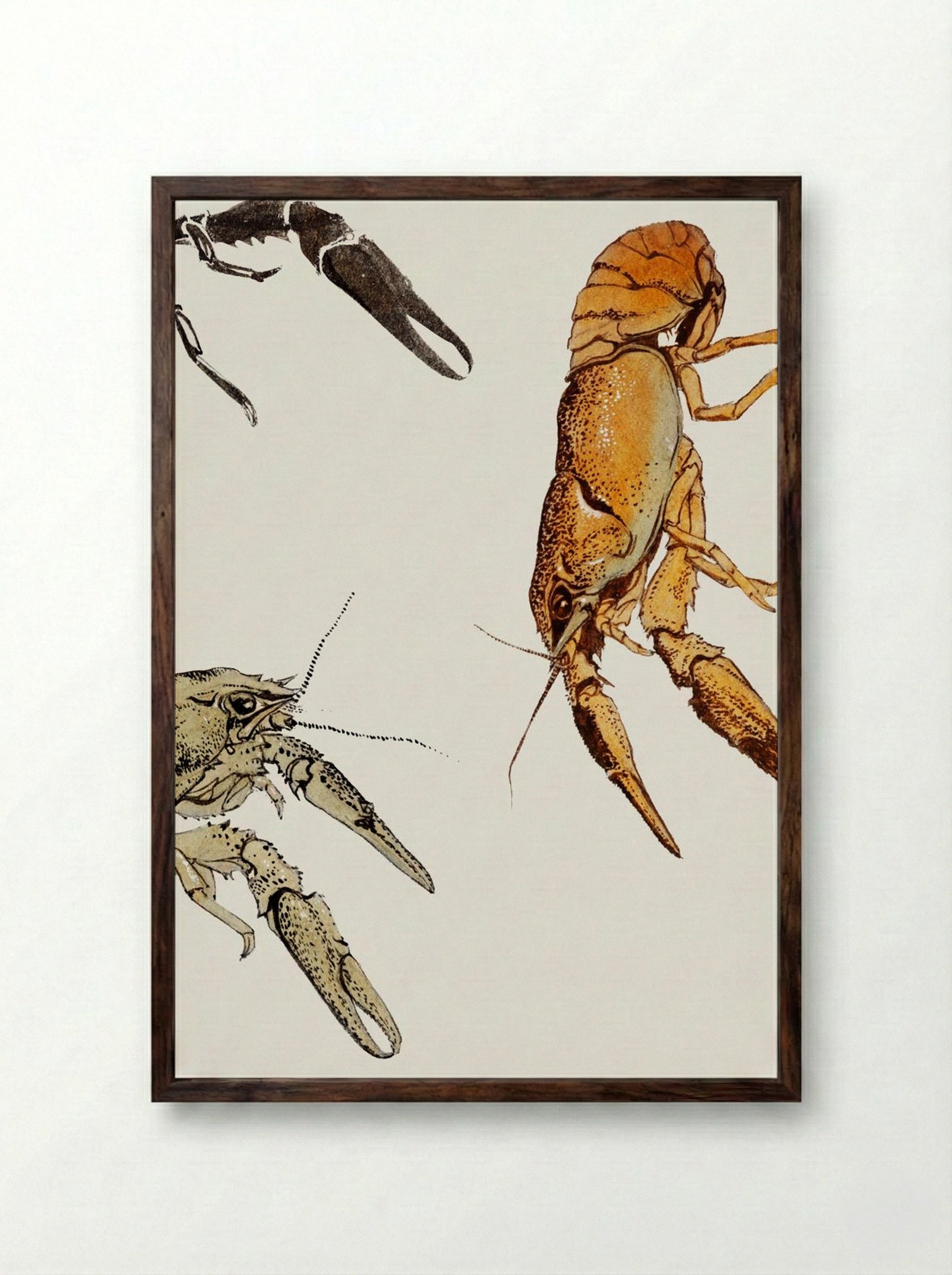 Sketches of Crayfish - Julie de Graag - Framed Print Dark Wood