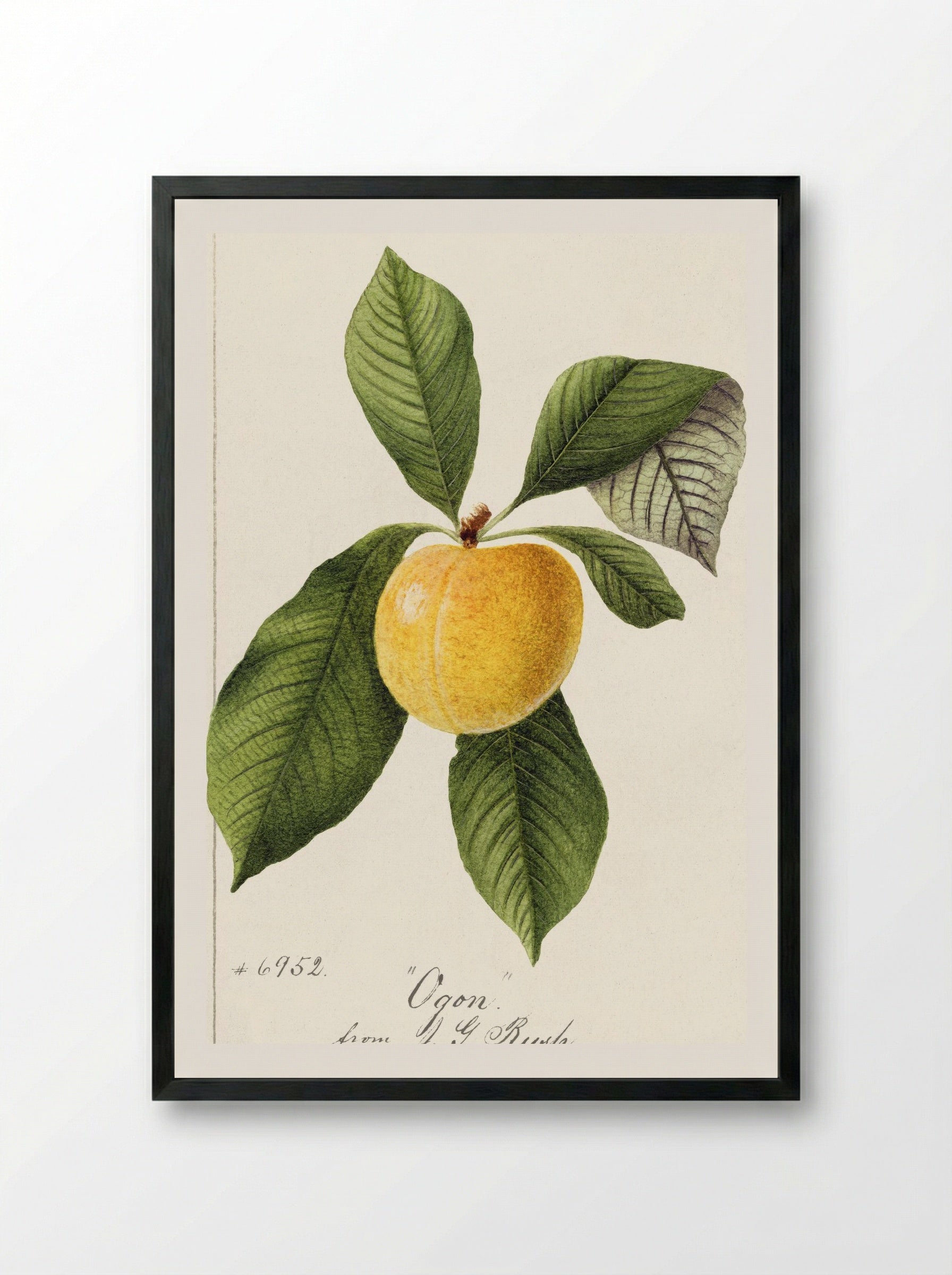 Prunus Domestica (1894) - William Henry Prestele - Framed Print Black