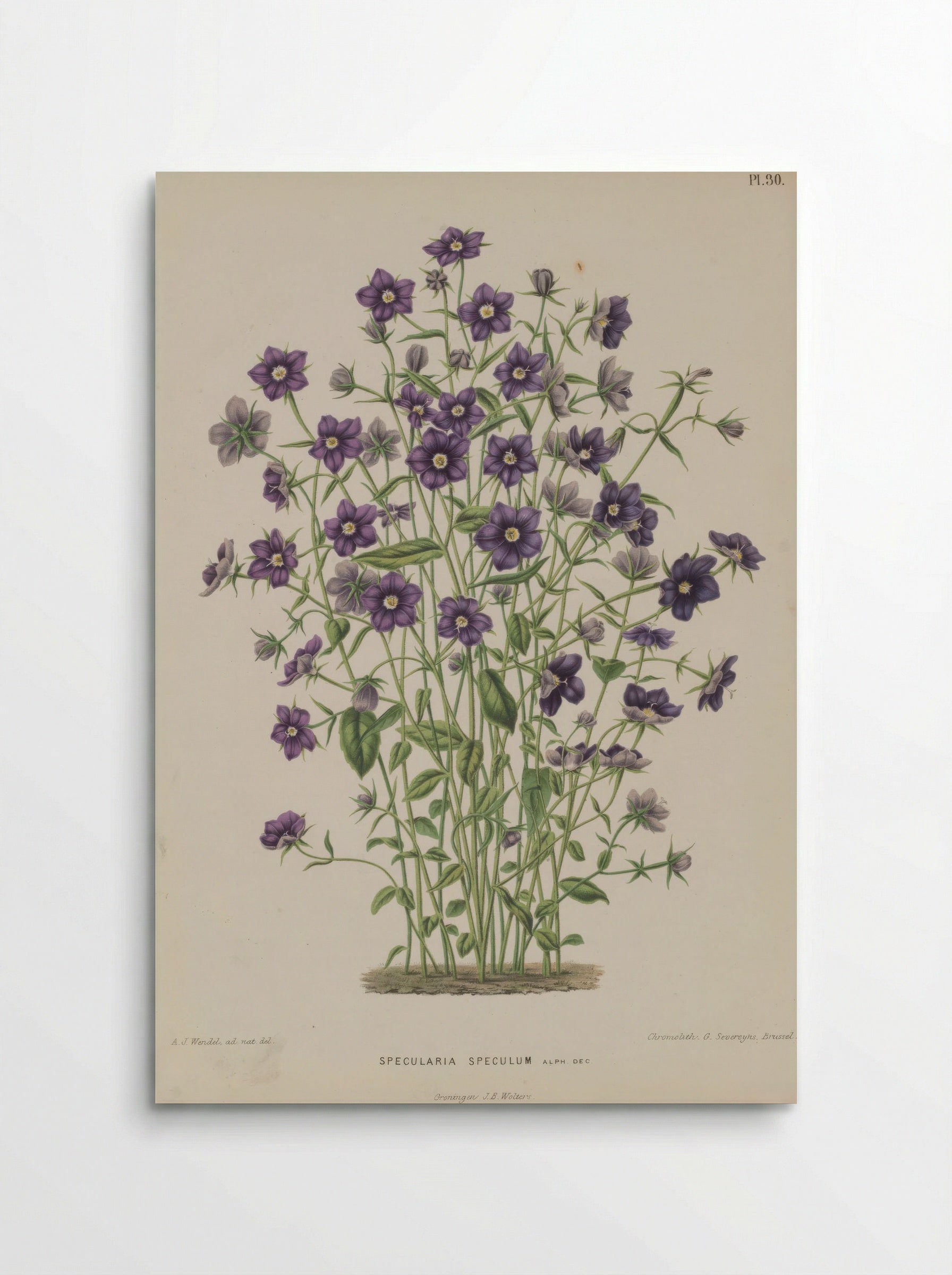 Campanula Speculum Veneris L. - A. J. Wendel - Poster