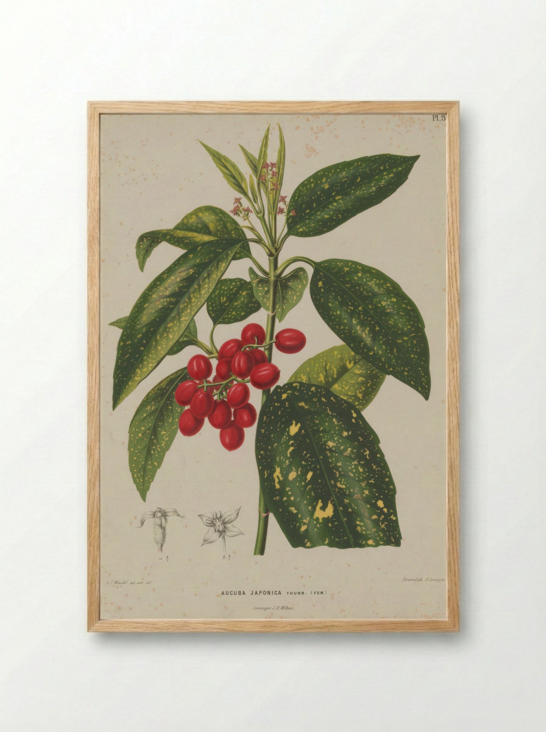 Aucuba Japonica Thunb. - A. J. Wendel - Framed Print Wood