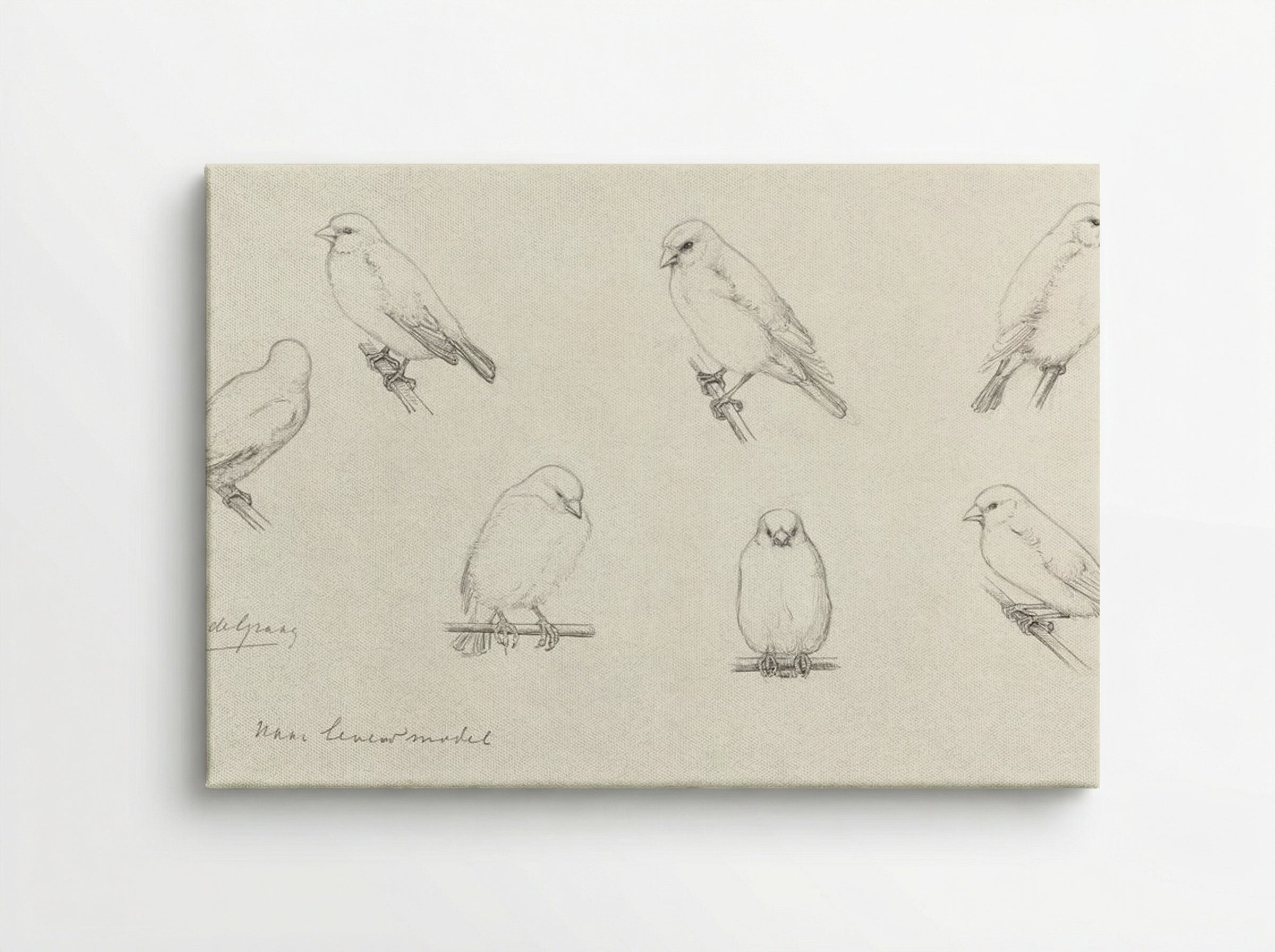 Study of Canaries - Julie de Graag - Canvas