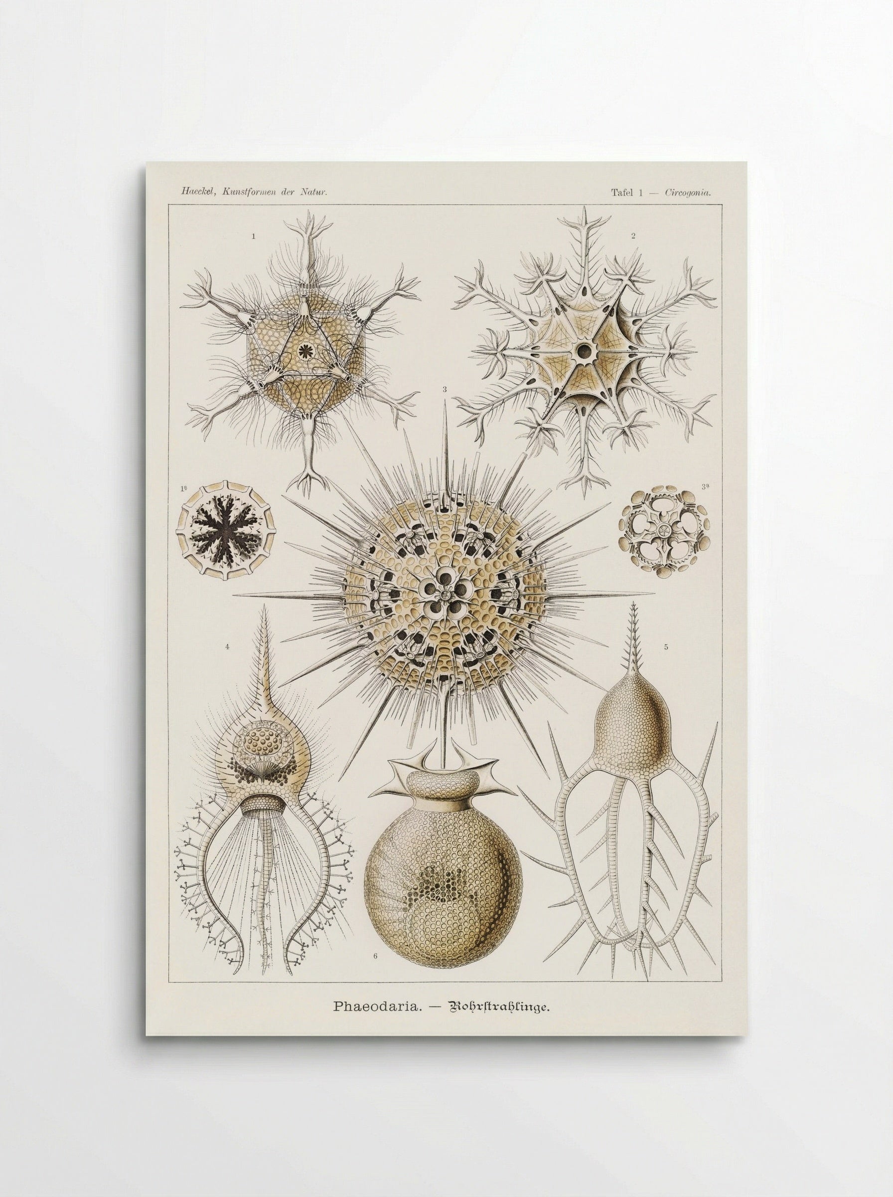 Phaeodaria-Rohrstrahlinge (1904) - Ernst Haeckel - Poster