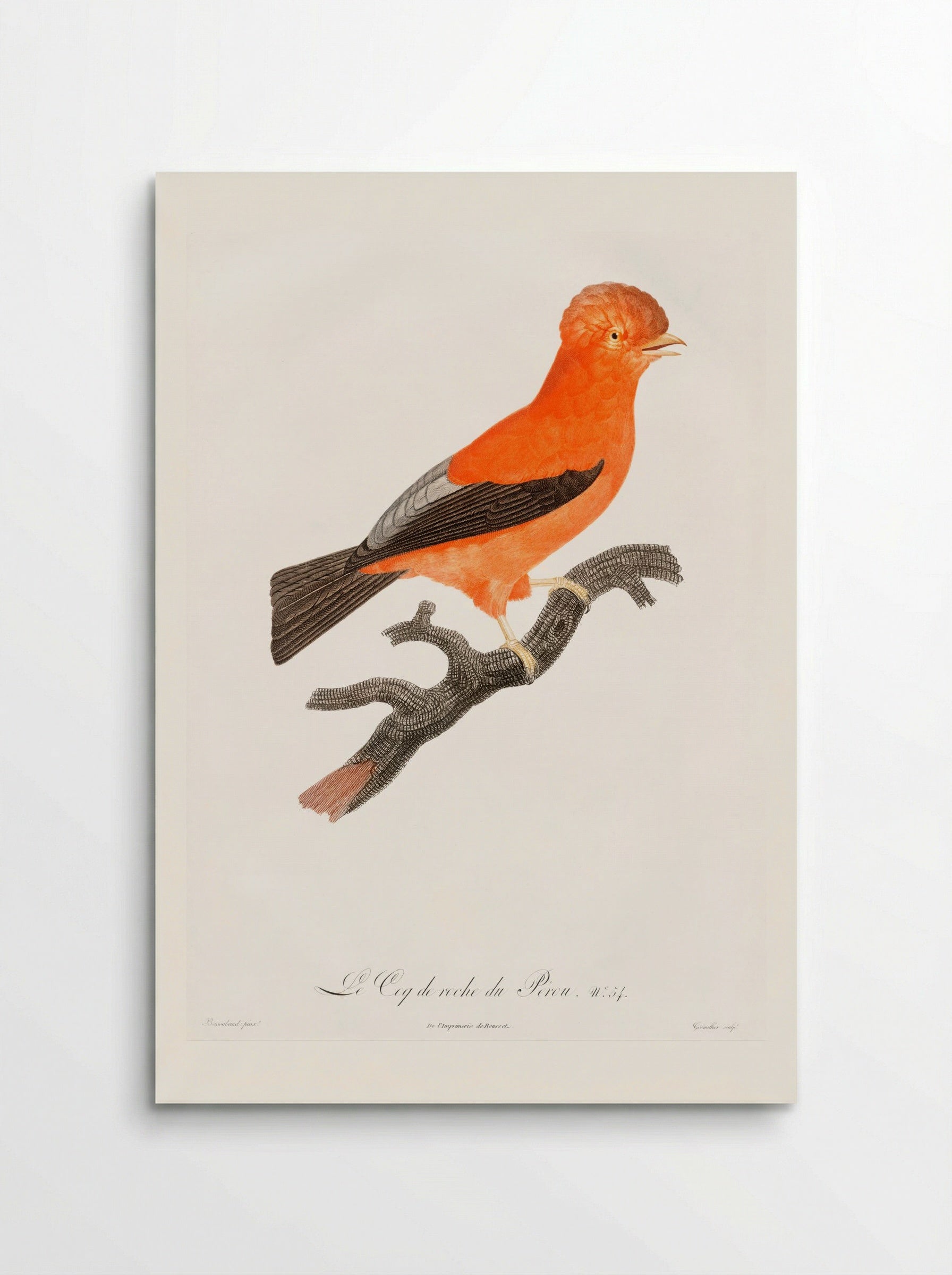 Andean Cock-of-the-Rock - Jacques Barraband - Poster