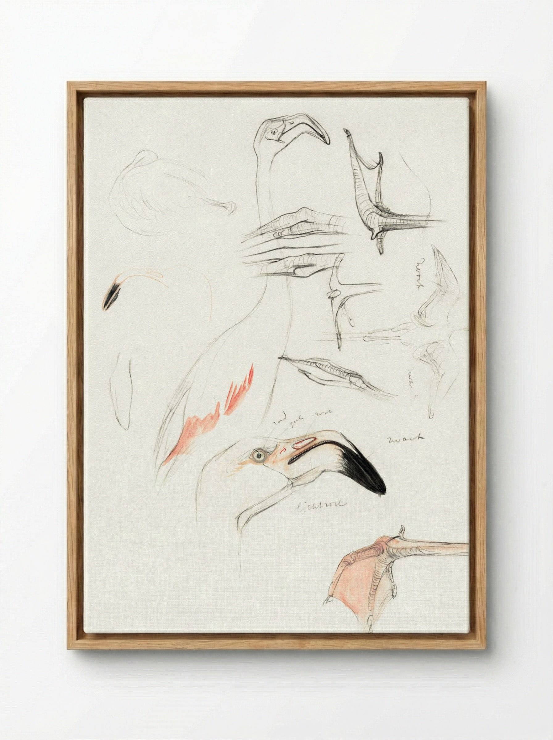 Studies of a Flamingo - Theo van Hoytema - Framed Canvas Wood