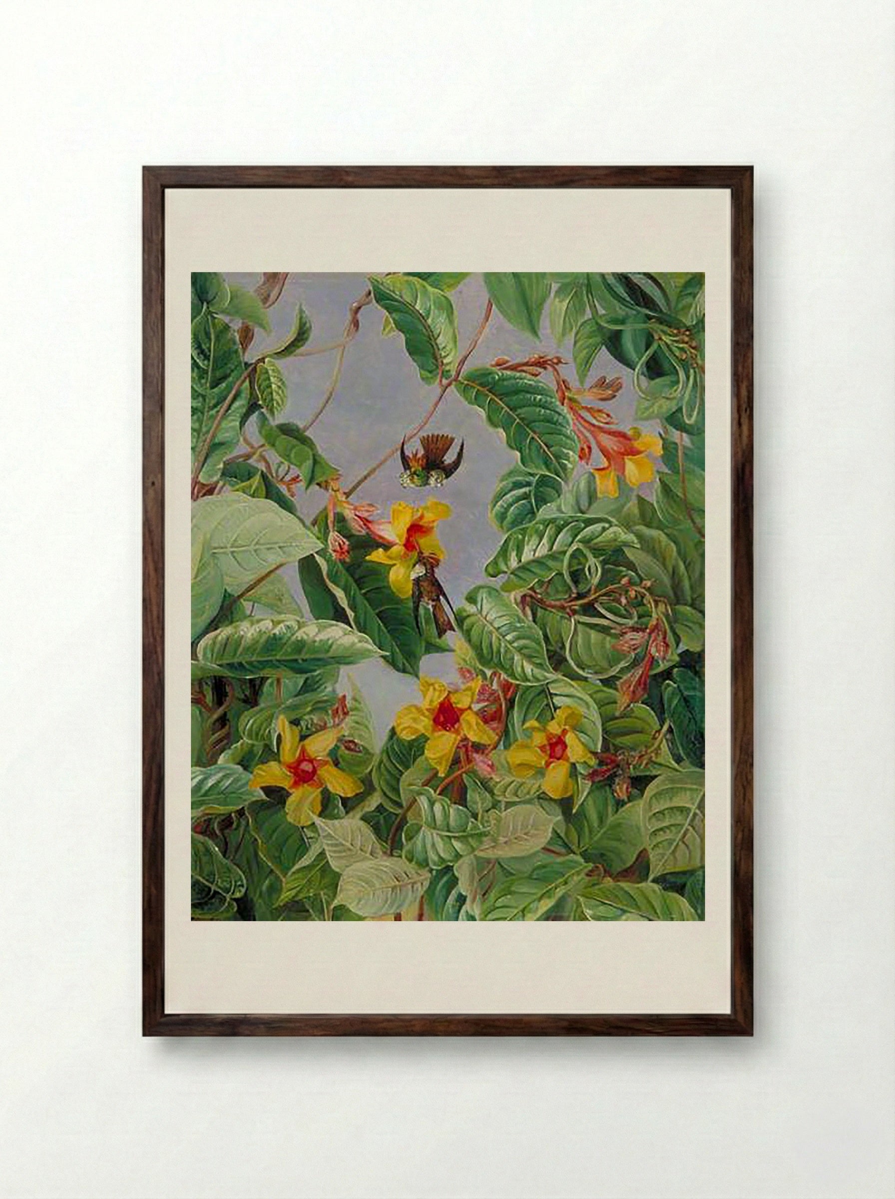 A Brazilian Climbing Shrub and Humming Birds - Marianne North - Framed Print Dark Wood