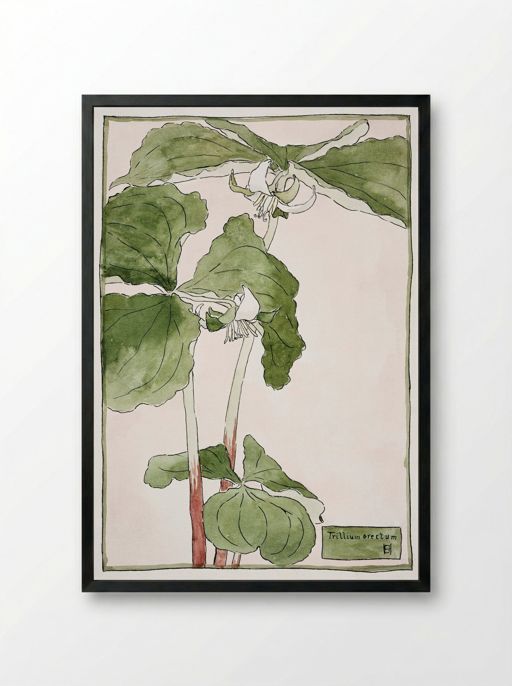 Trillium Erectum (1915) - Hannah Borger Overbeck - Framed Print Black