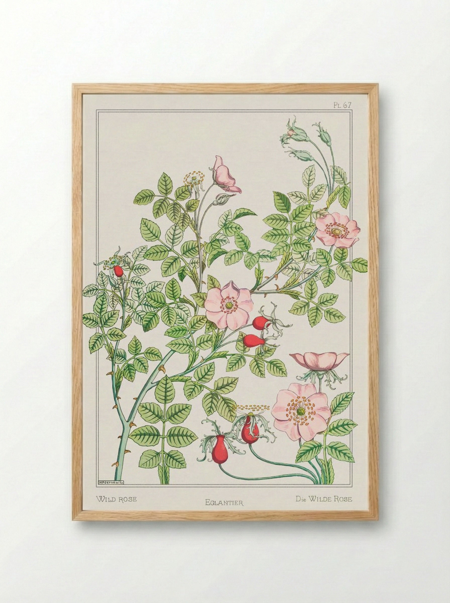 Eglantier (Wild Rose) from La Plante et ses Applications ornementales - Maurice Pillard Verneuil - Framed Print Wood