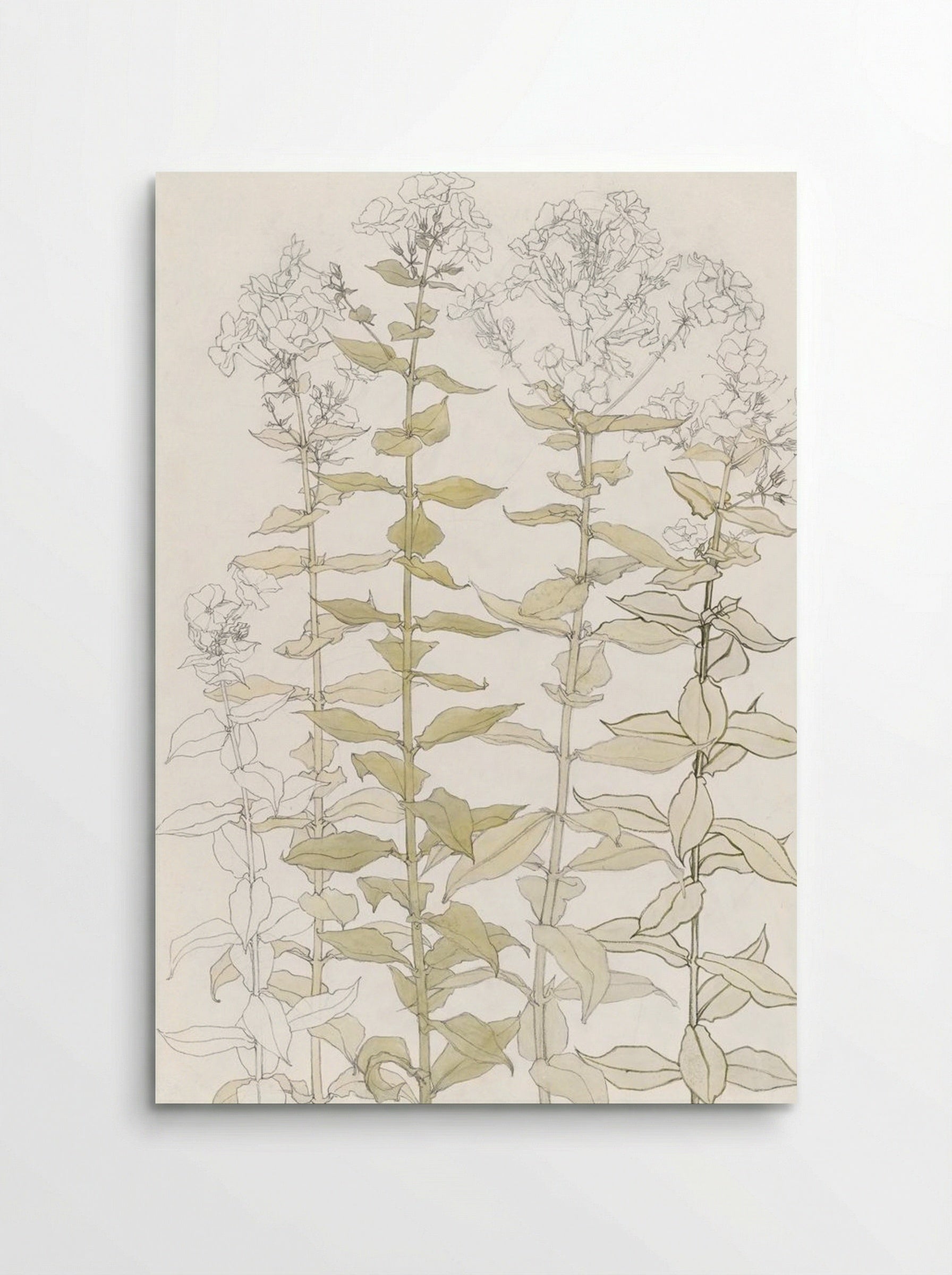 Phlox (Colour Sketch) - Julie de Graag - Poster