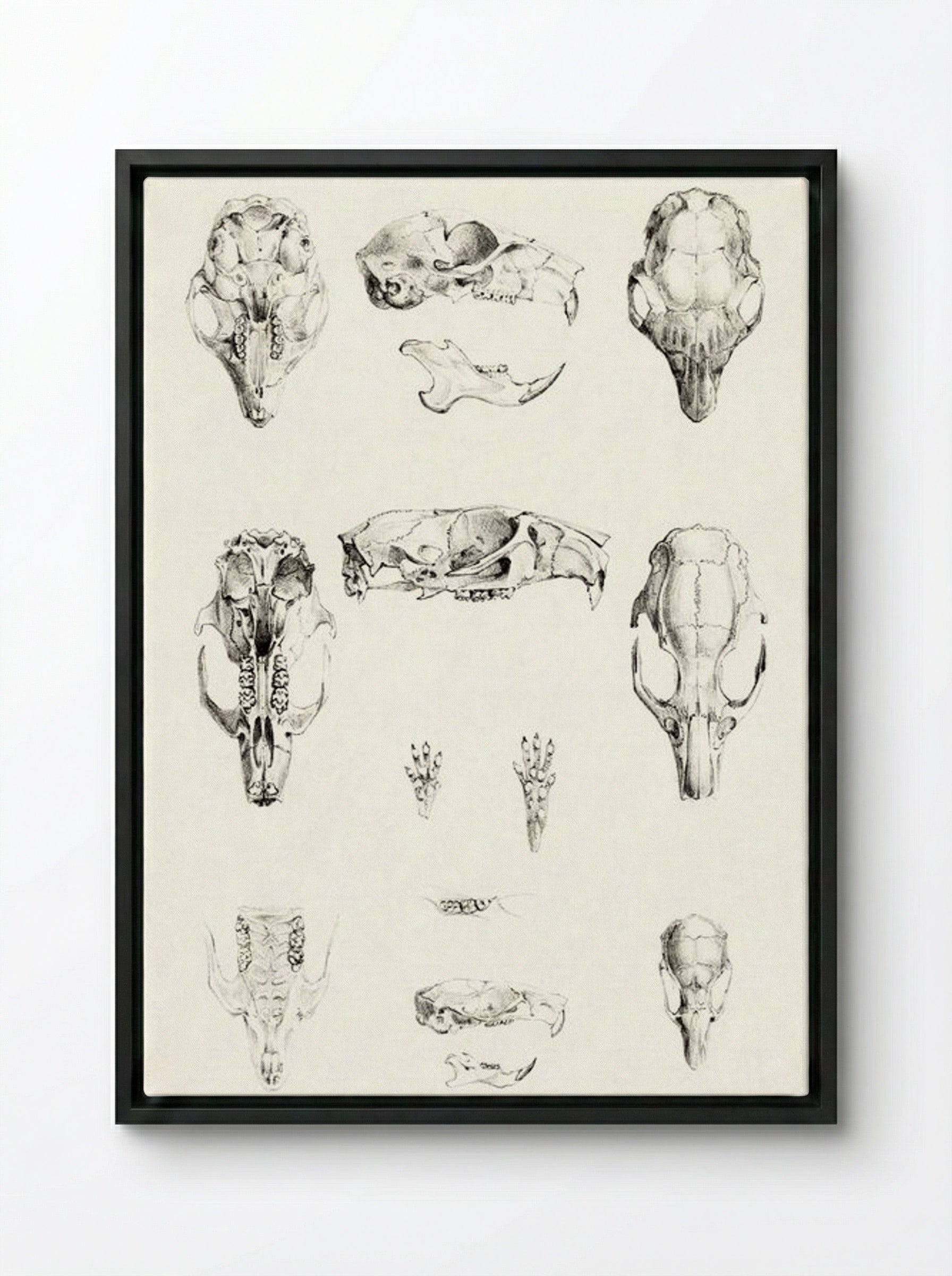 Knaagdierschedels (Rodent Skulls) - Theo van Hoytema - Framed Canvas Black