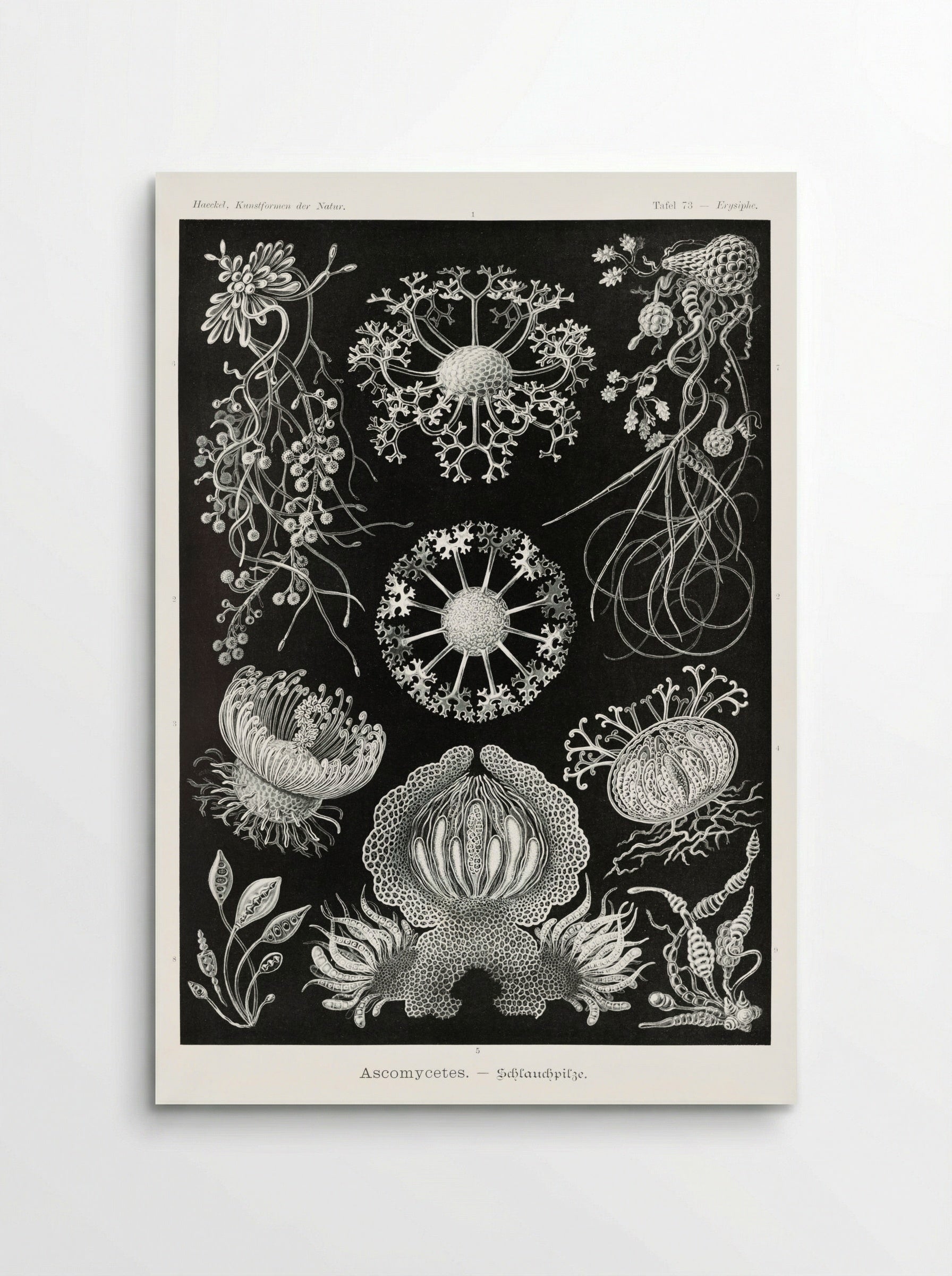 Ascomycetes-Schlauchpilze (1904) - Ernst Haeckel - Poster