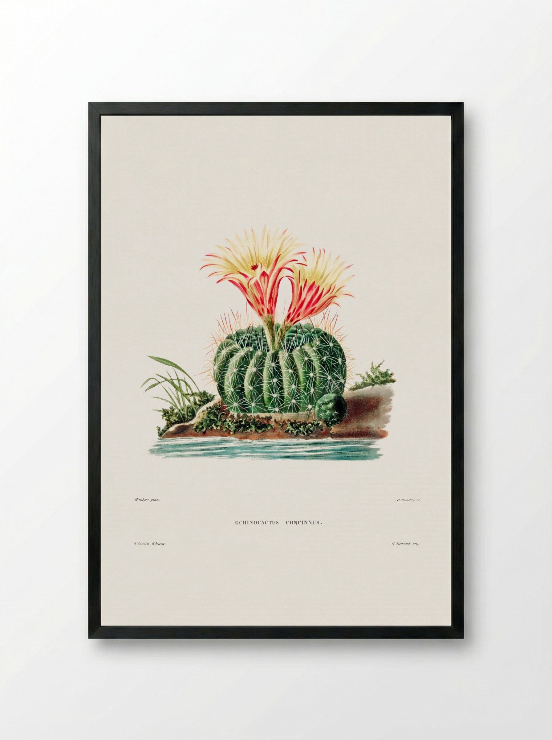Rainbow Cactus (Echinocactus Pectiniferus) - Charles Antoine Lemaire - Framed Print Black