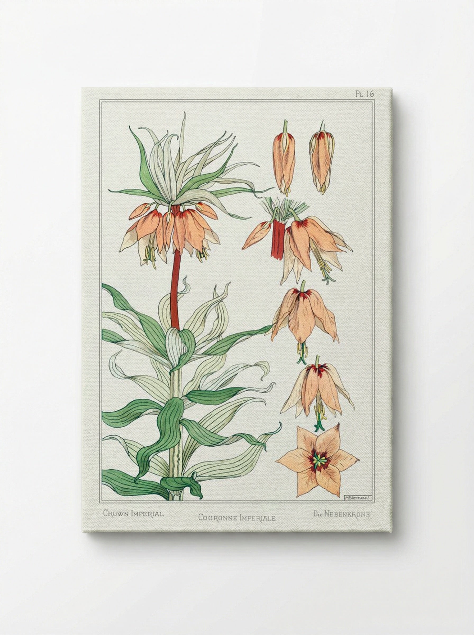 Couronne Impériale (Crown Imperial) - Maurice Pillard Verneuil - Canvas