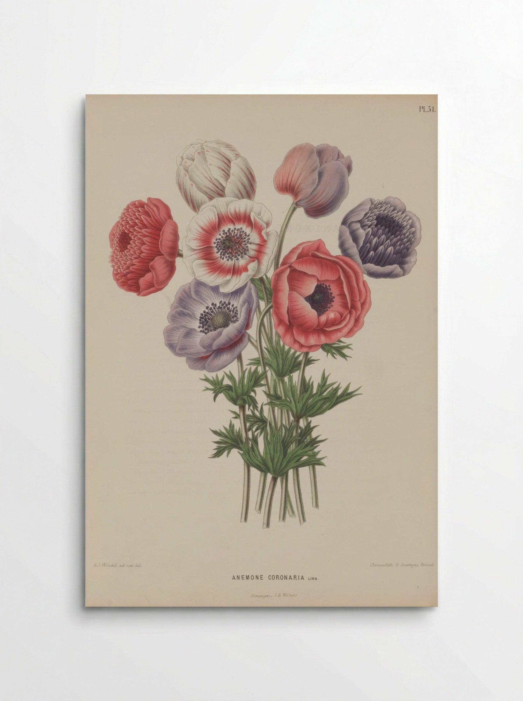 Anemone Coronaria L. - A. J. Wendel - Poster