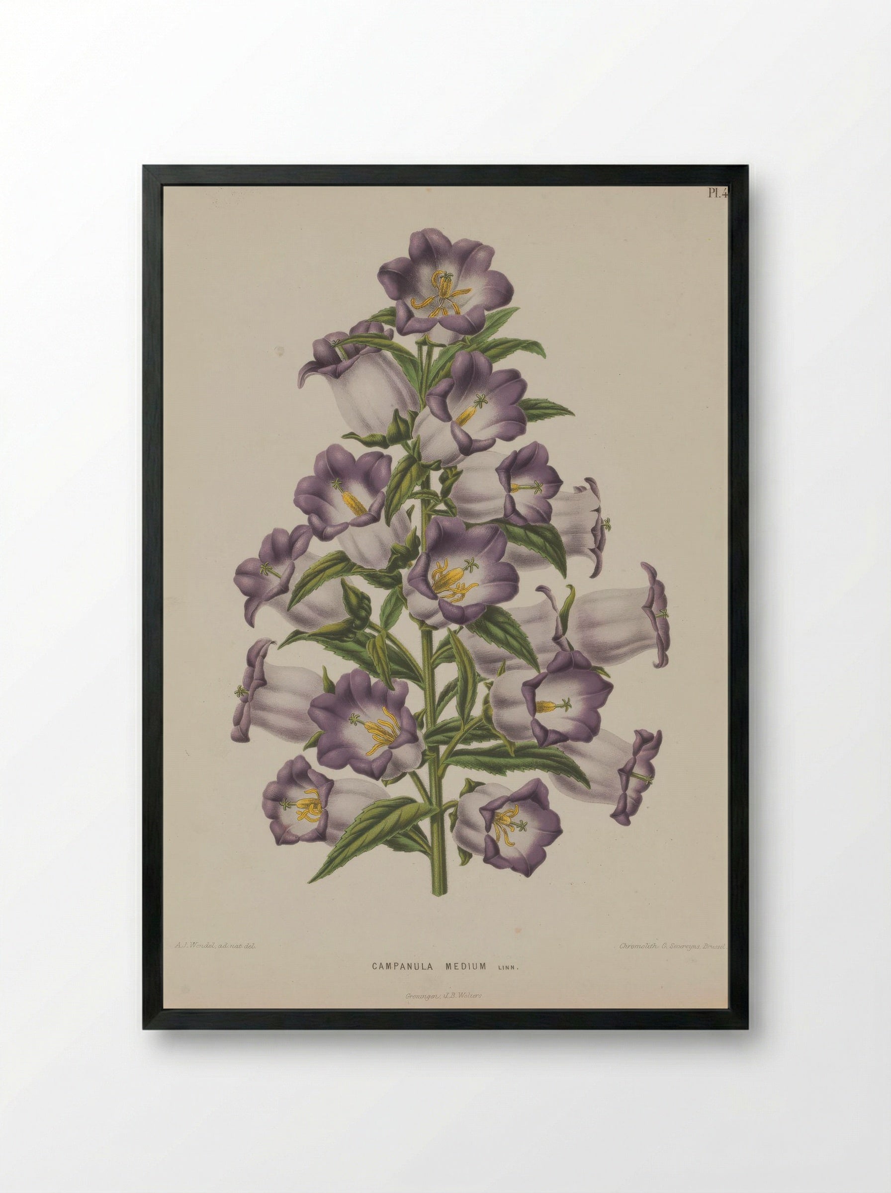 Campanula Medium L. - A. J. Wendel - Framed Print Black