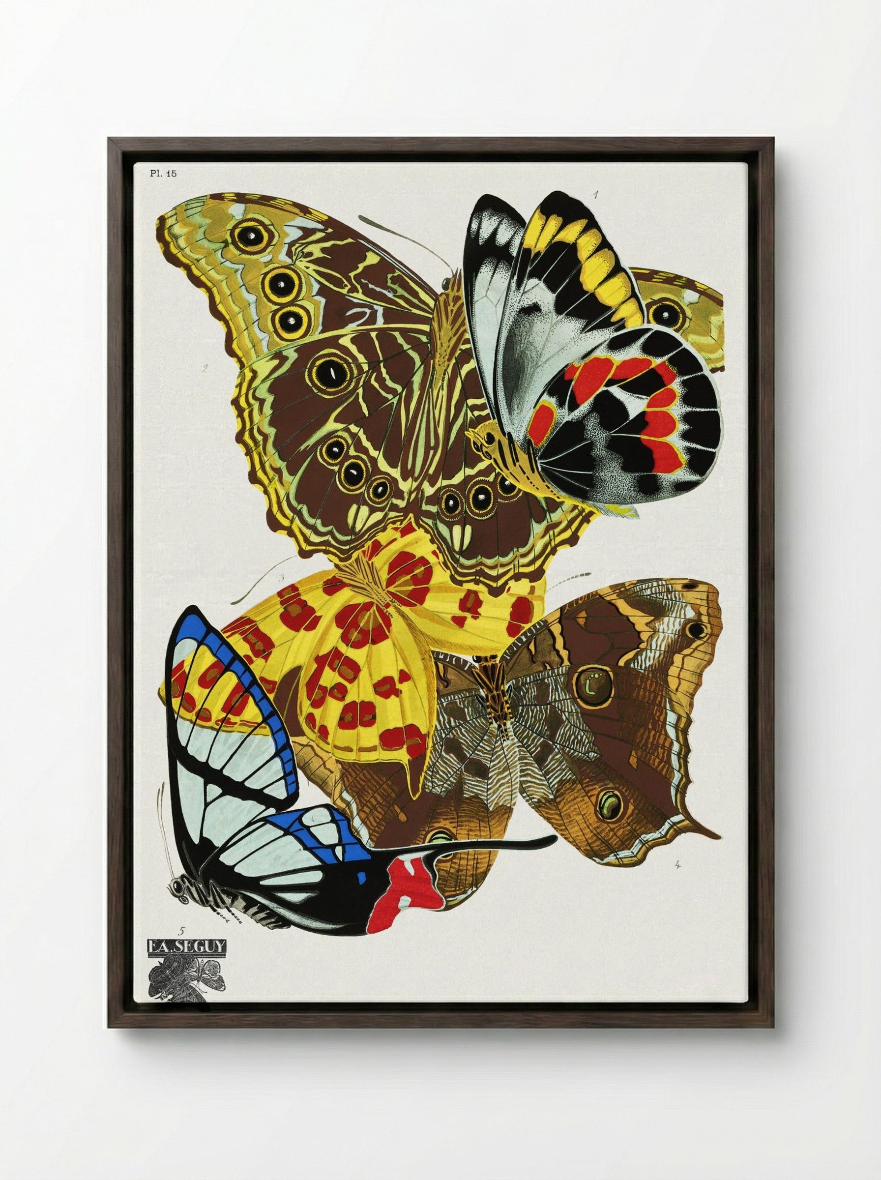 Butterflies (Plate 15) - Émile-Allain Séguy - Framed Canvas Dark Wood