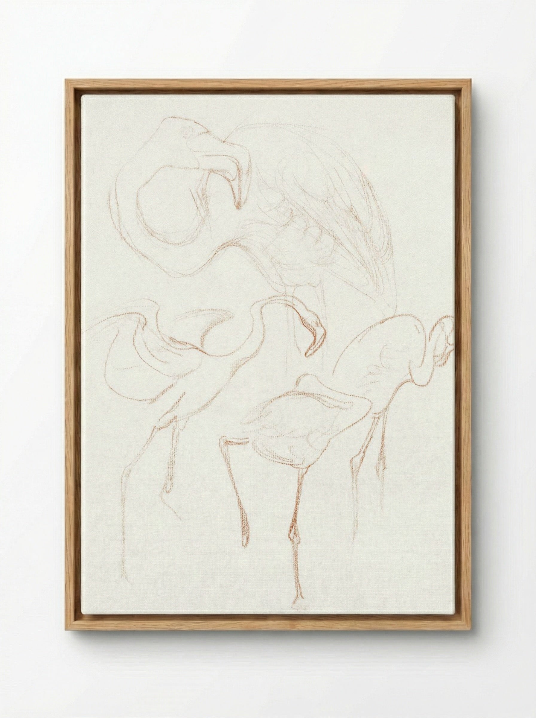 Studies of Flamingos - Theo van Hoytema - Framed Canvas Wood