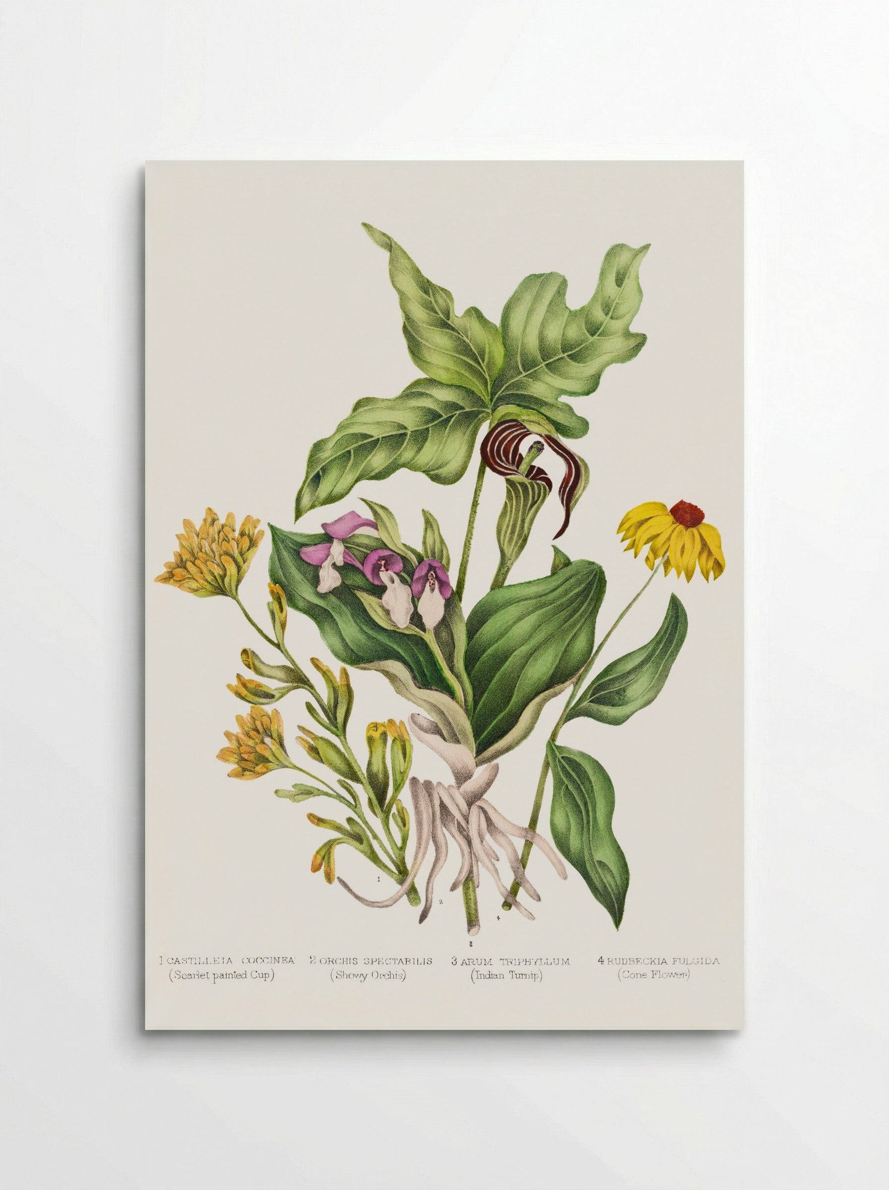 Castilleia Coccinea (1869) - Unknown Artist - Poster