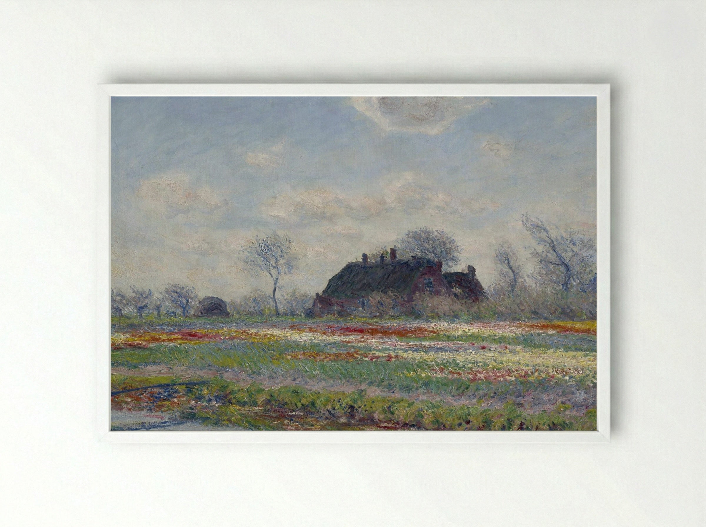 Tulip Fields at Sassenheim - Claude Monet - Framed Print White