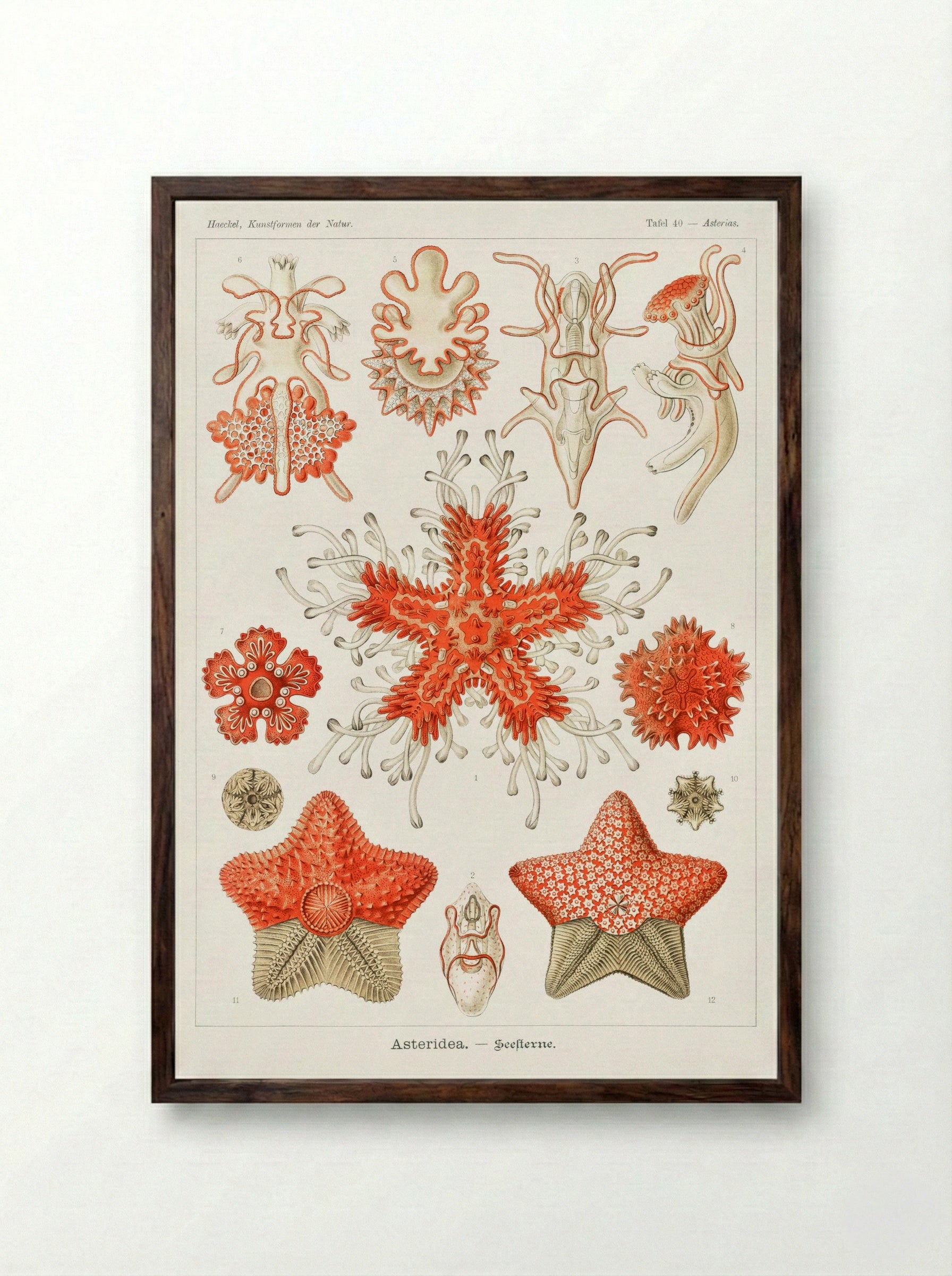 Asteridea-Seesterne (1904) - Ernst Haeckel - Framed Print Dark Wood