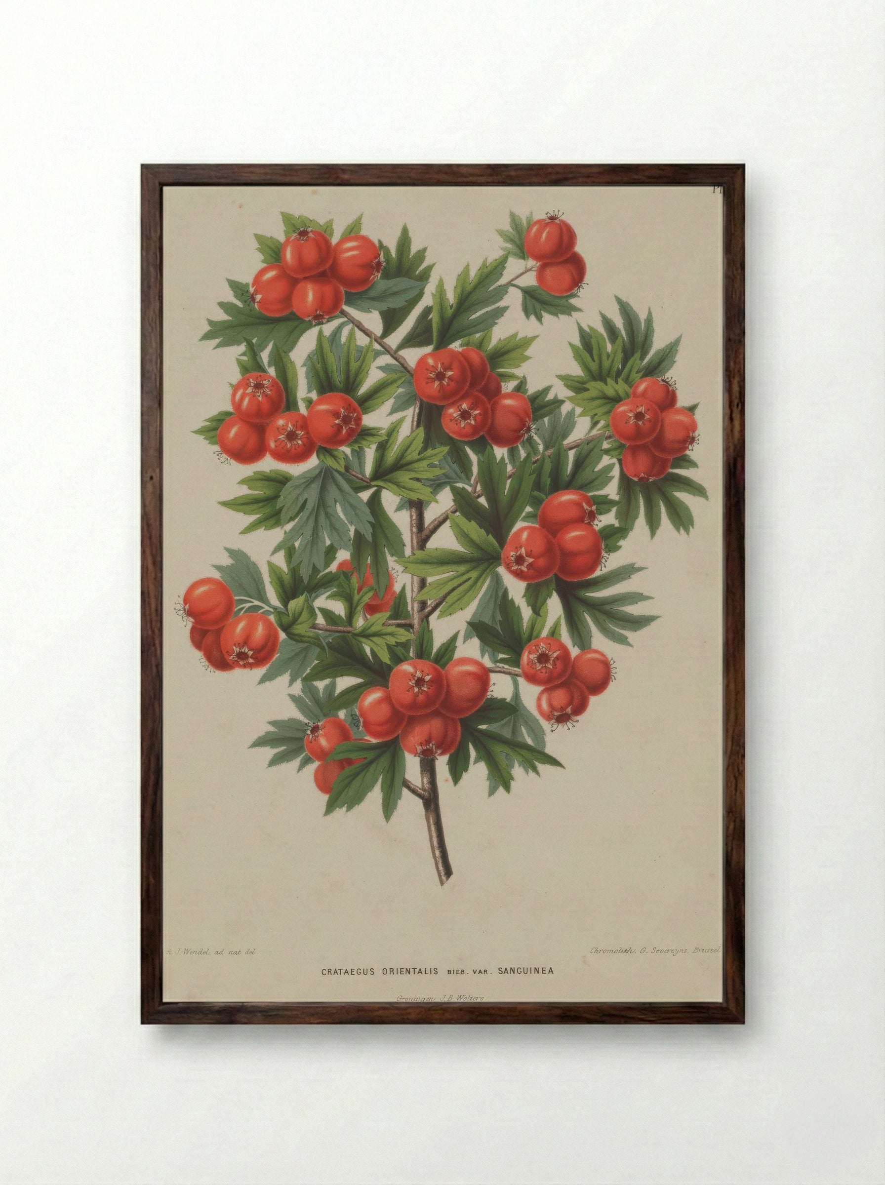 Crataegus Orientalis Pallas Ex Bieb. - A. J. Wendel - Framed Print Dark Wood