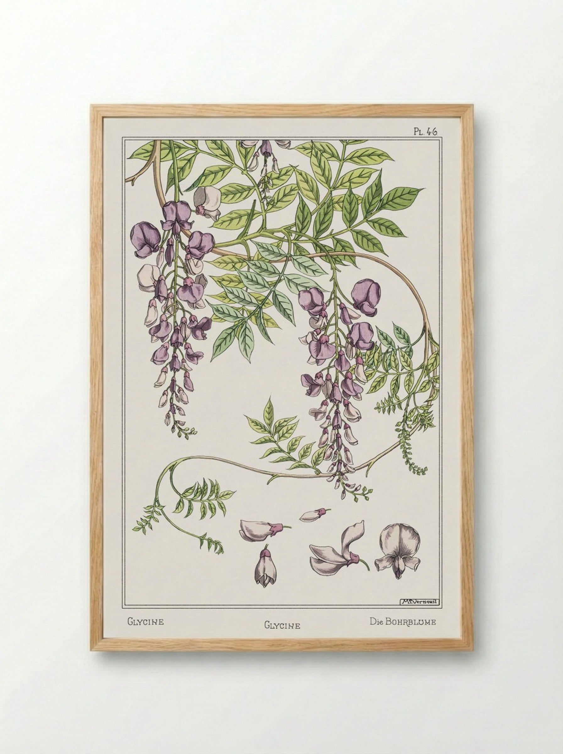 Glycine, Wisteria - Maurice Pillard Verneuil - Framed Print Wood