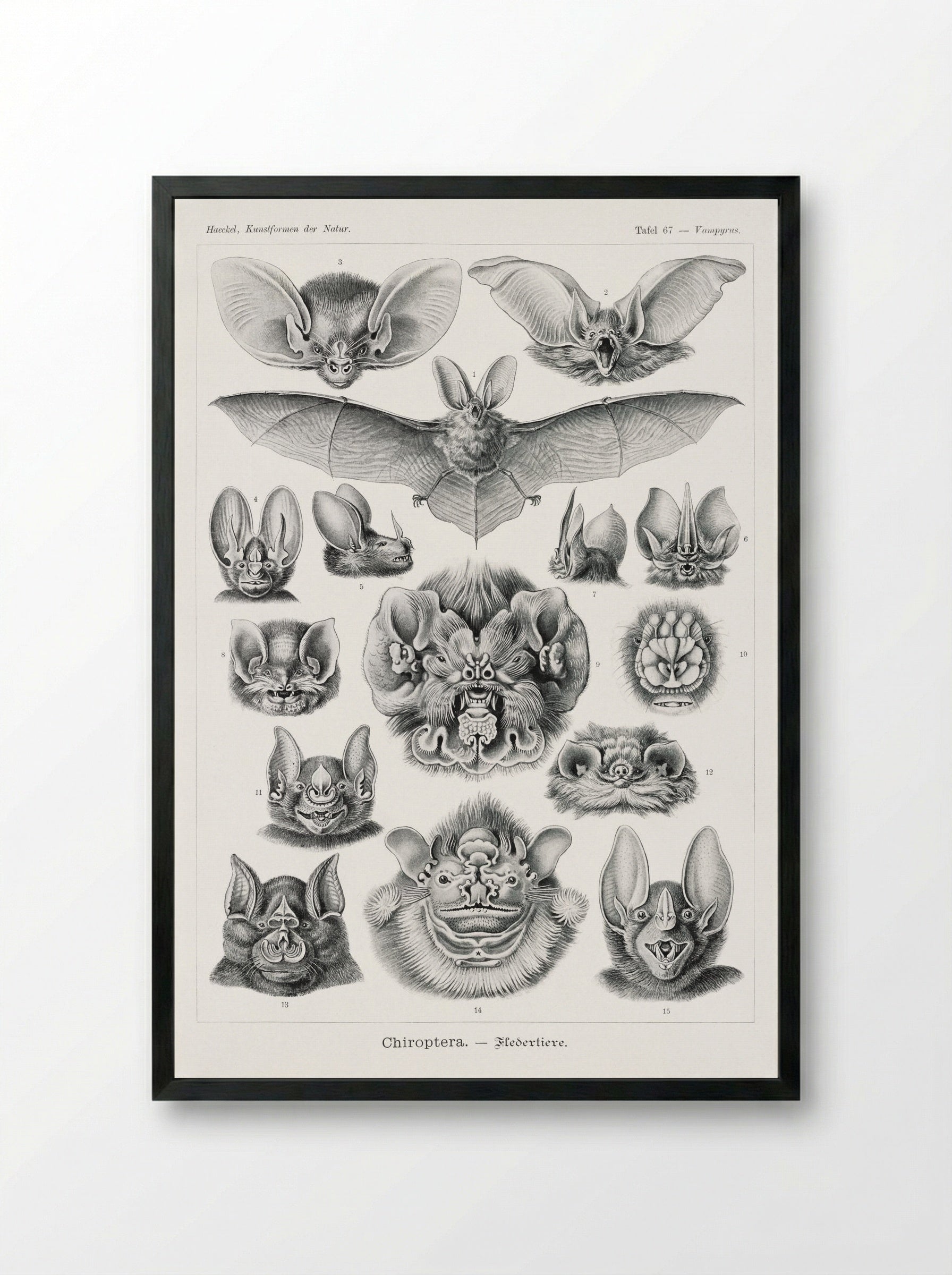 Chiroptera-Fledertiere (1904) - Ernst Haeckel - Framed Print Black