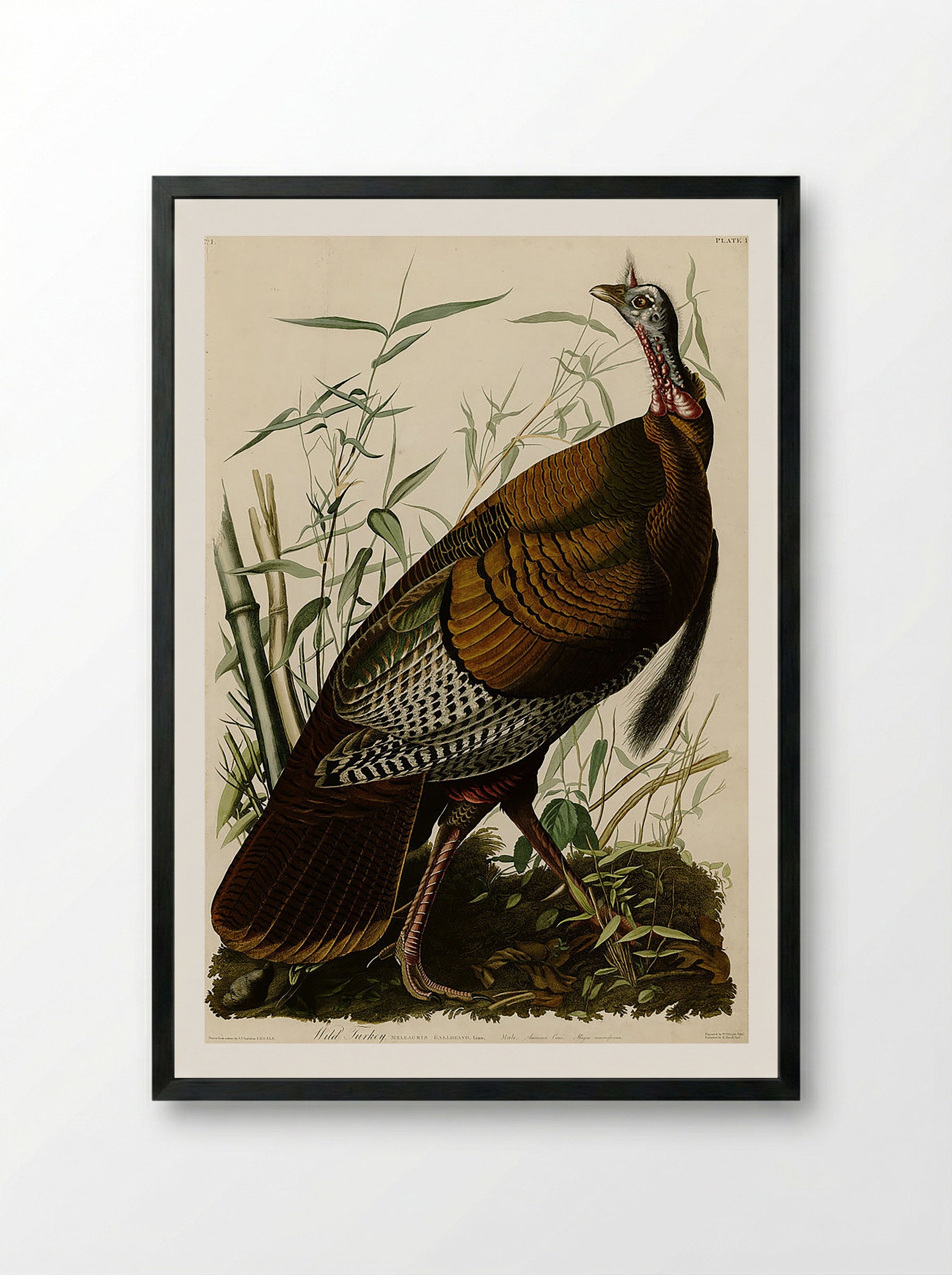 Plate 1. Wild Turkey - John James Audubon - Framed Print Black