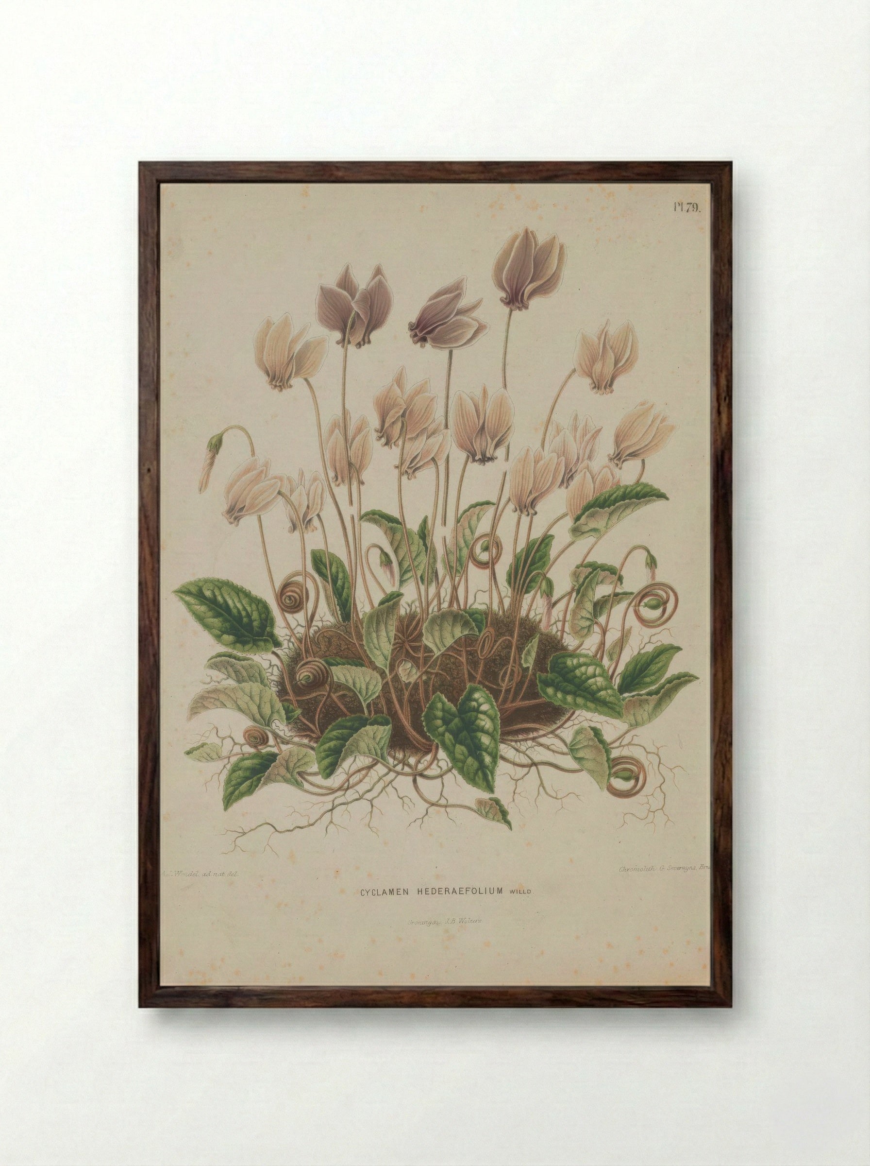 Cyclamen Hederifolium Aiton - A. J. Wendel - Framed Print Dark Wood