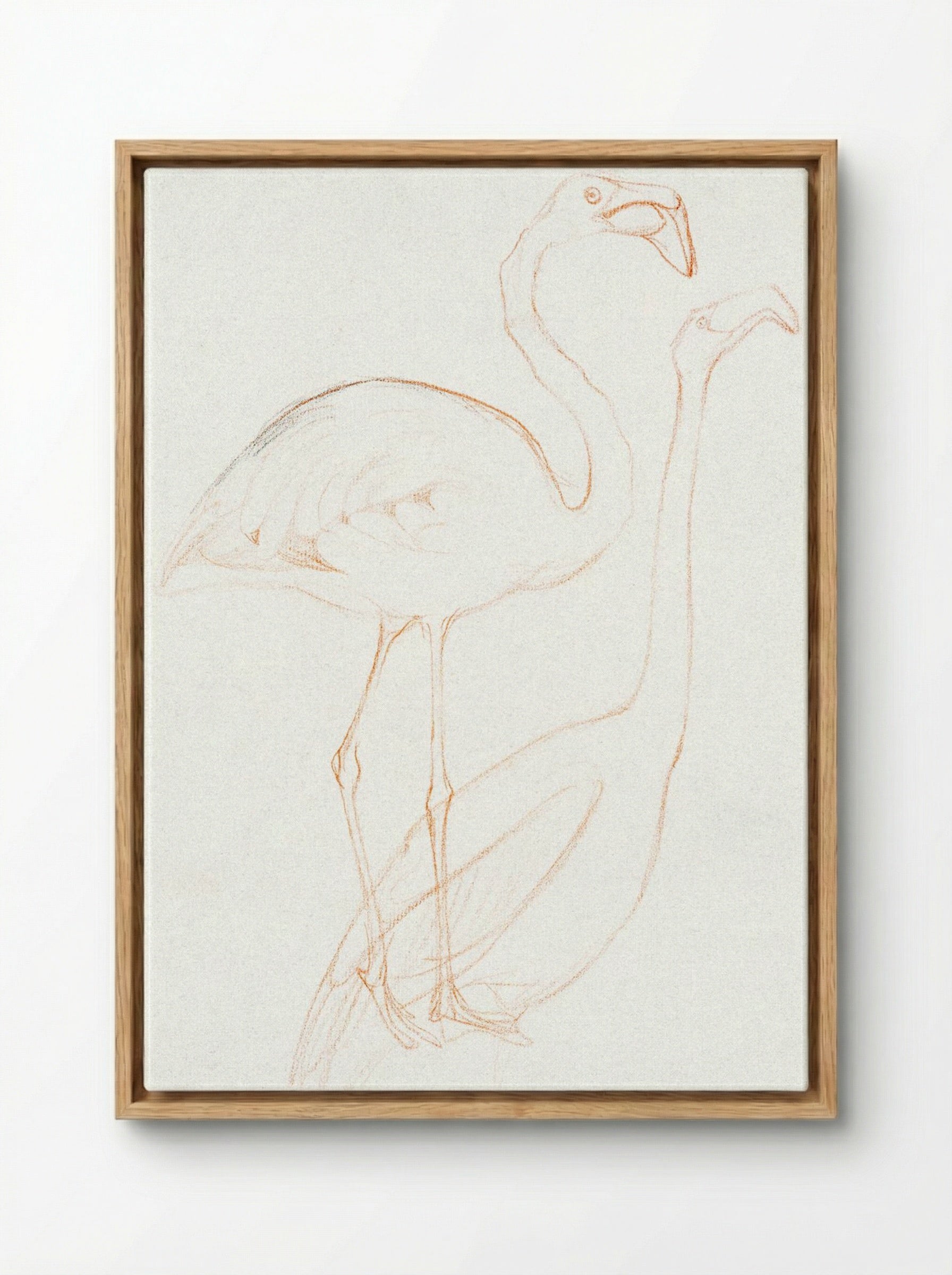Two Studies of a Flamingo - Theo van Hoytema - Framed Canvas Wood