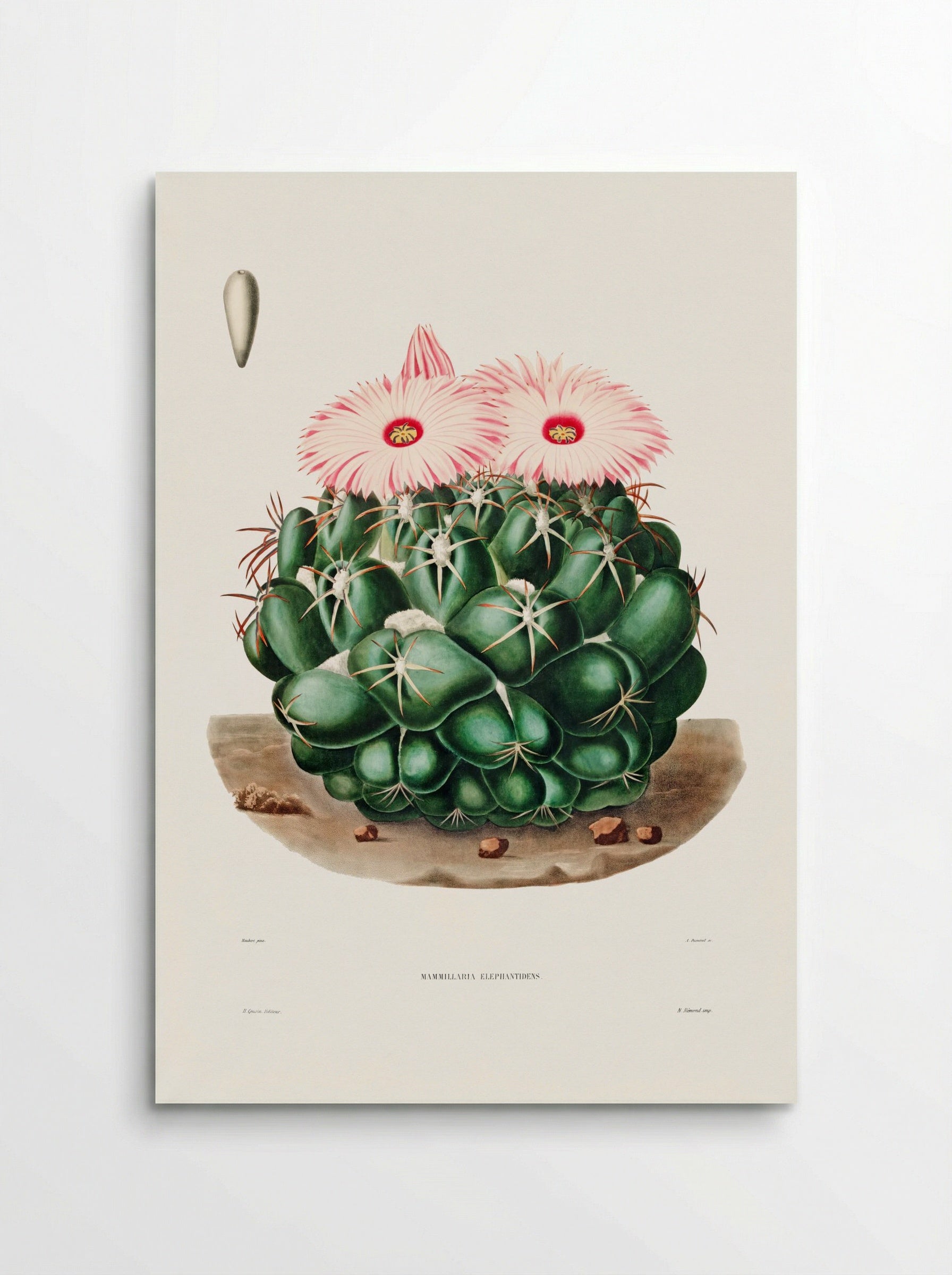 Mammillaria Elephantidens - Charles Antoine Lemaire - Poster
