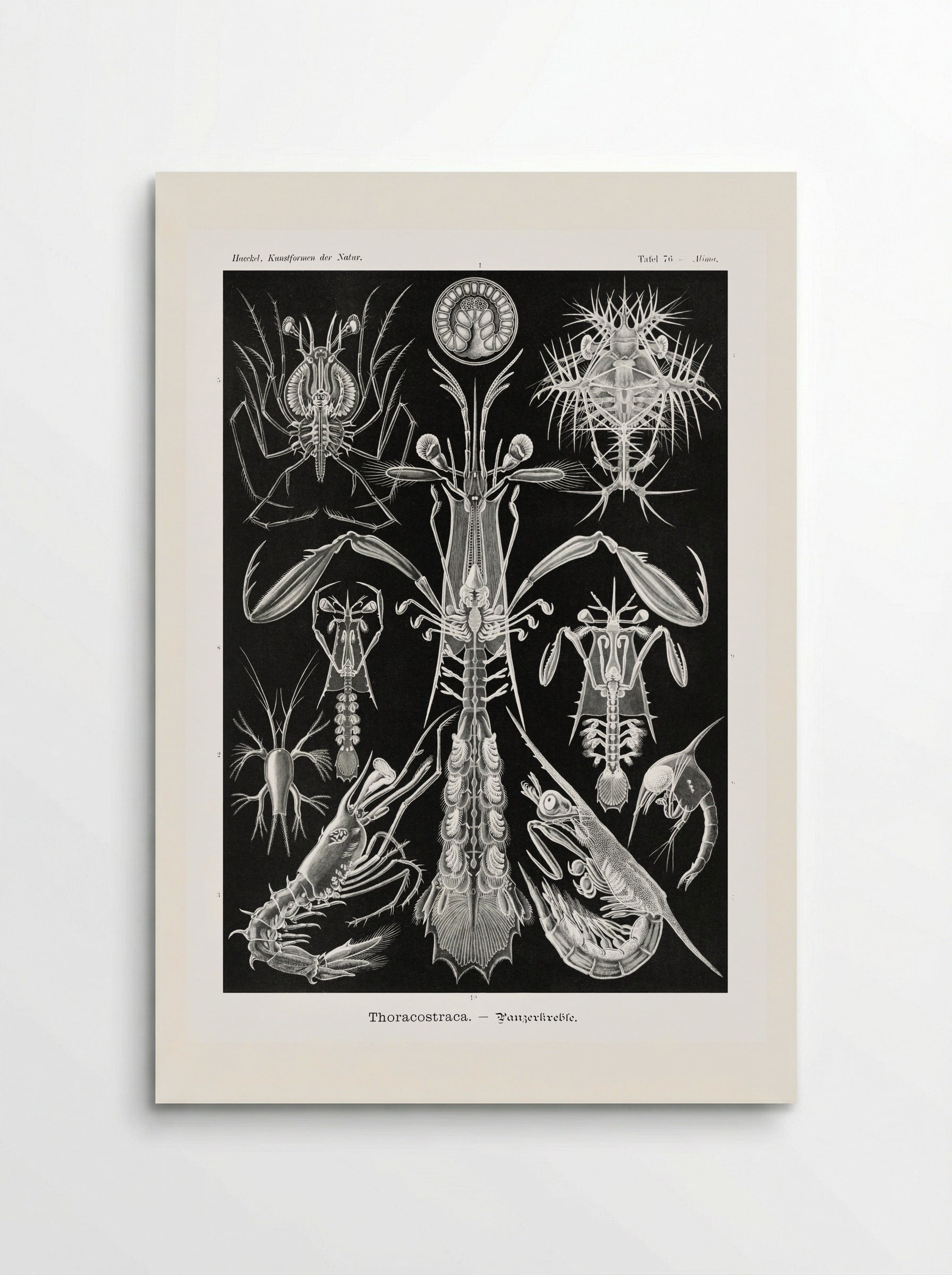 Thoracostraca-Panzerkrebse (1904) - Ernst Haeckel - Poster