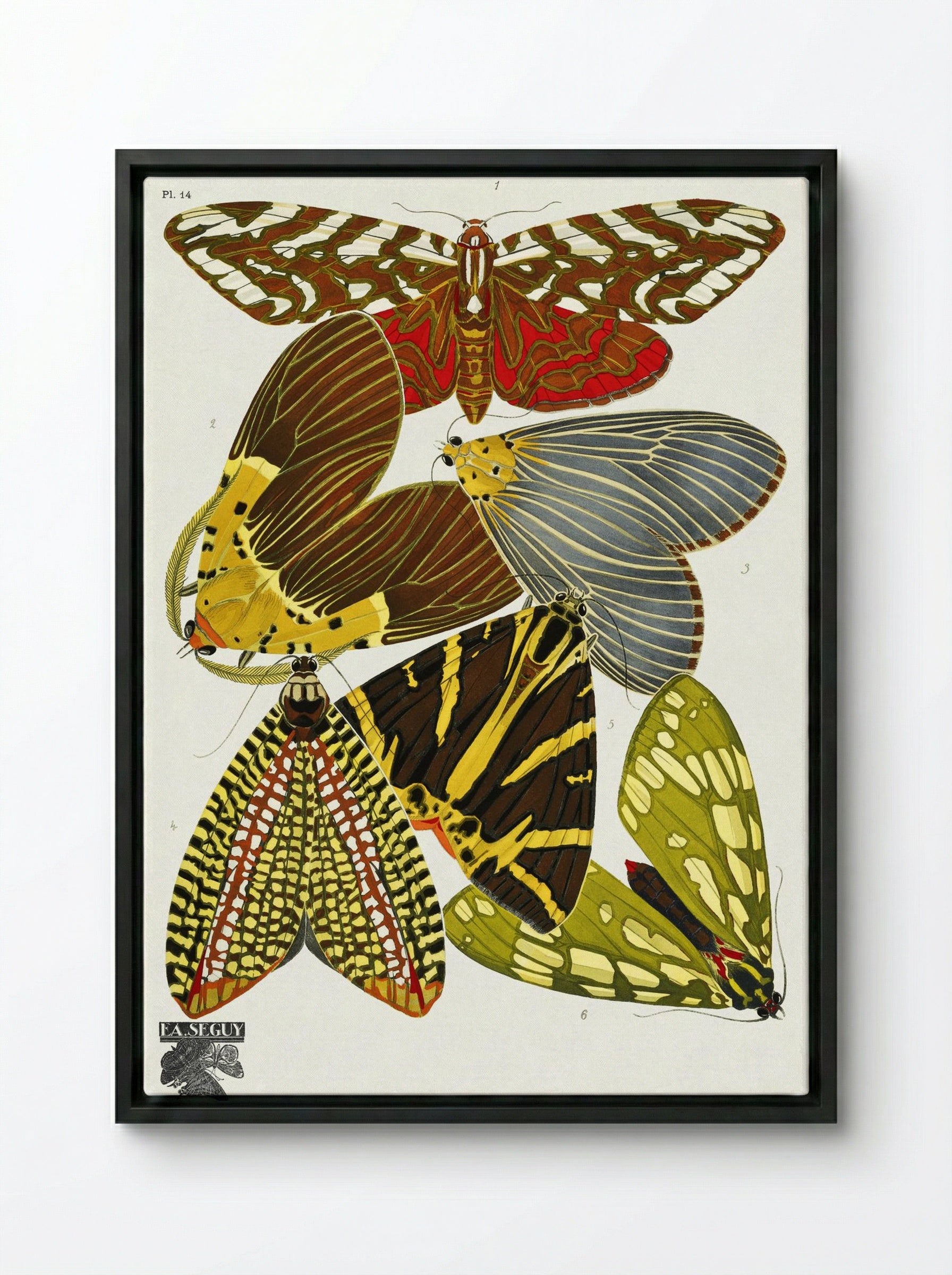 Butterflies, Plate 14 - Émile-Allain Séguy - Framed Canvas Black