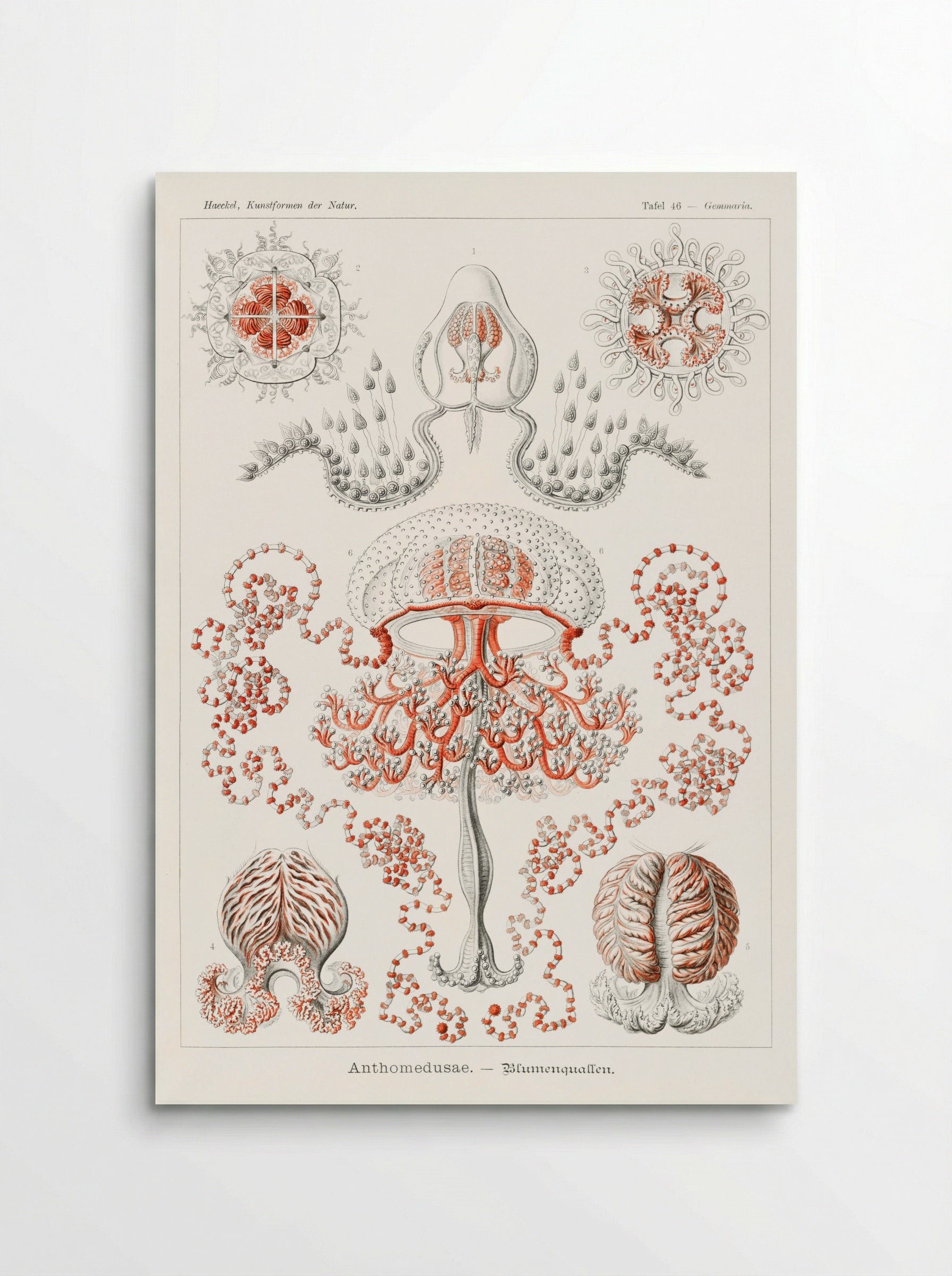 Anthomedusae-Blumenquallen (1904) - Ernst Haeckel - Poster