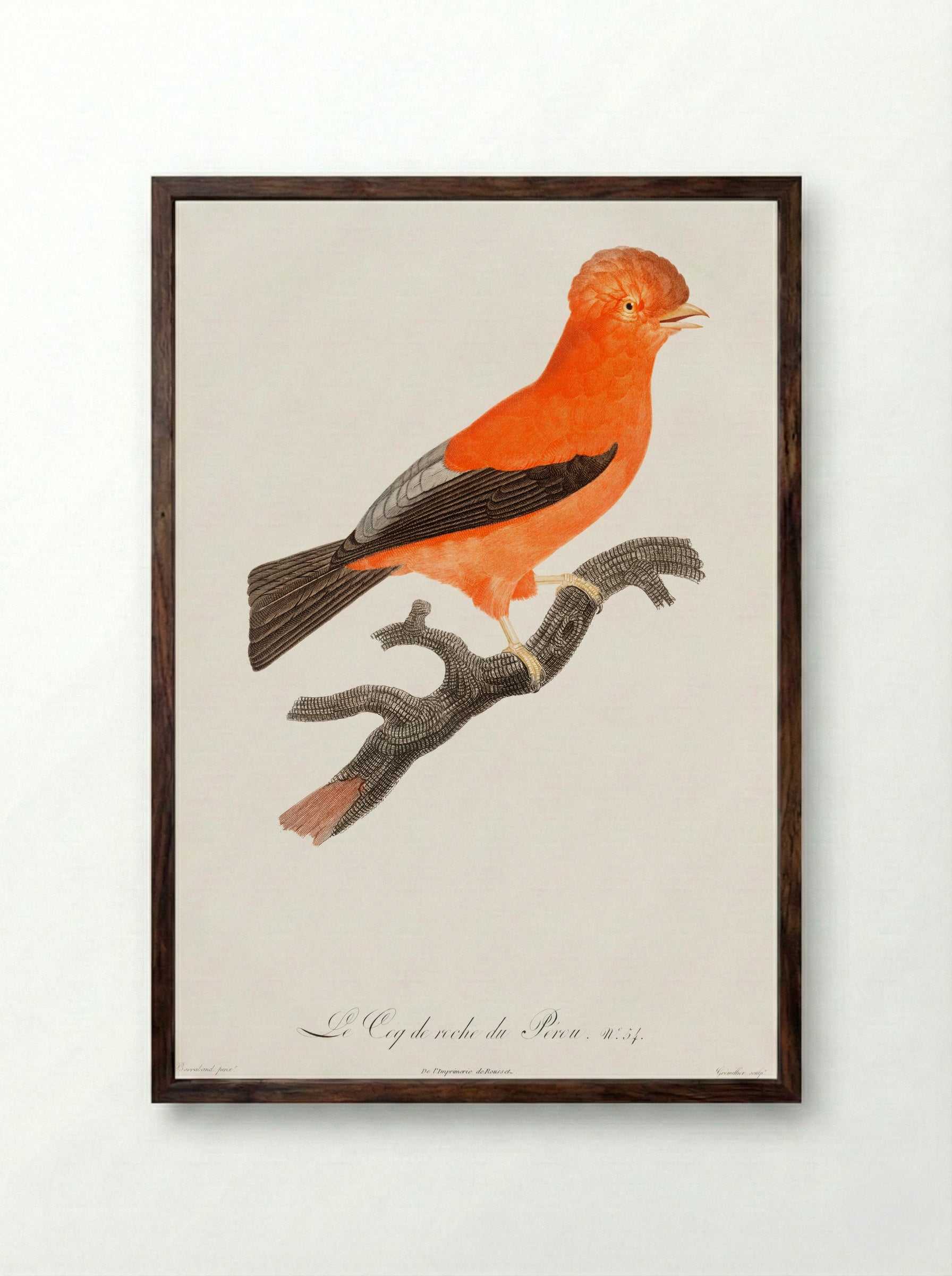 Andean Cock-of-the-Rock - Jacques Barraband - Framed Print Dark Wood